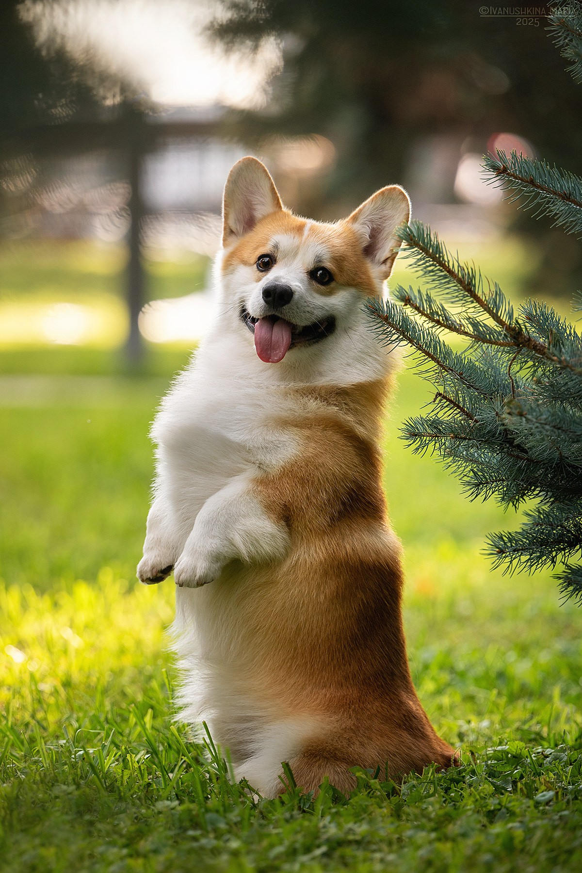 Фотограф-анималист. Фотограф собак в Москве и Московской области Иванушкина Мария