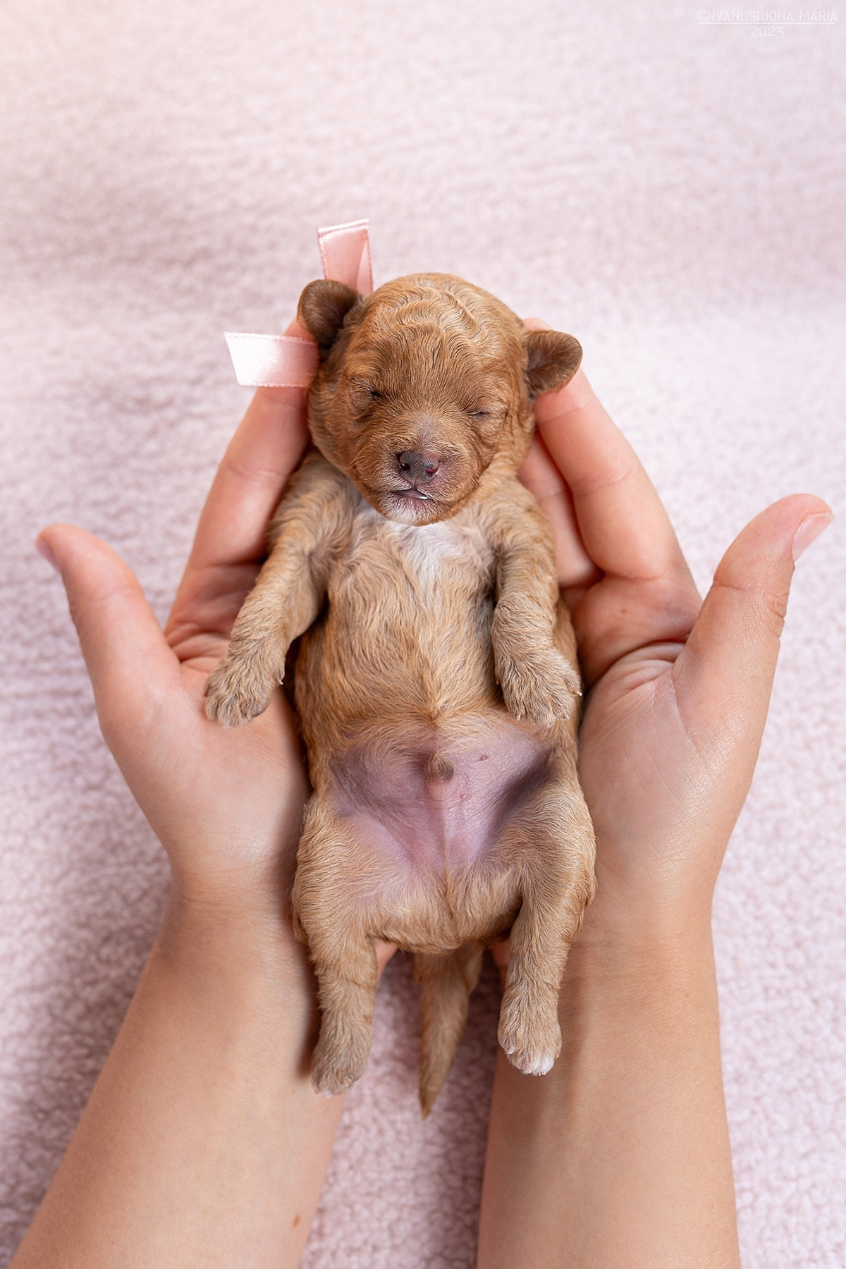 Ньюборн фотосессия щенков. Фотограф собак в Москве и Московской области Иванушкина Мария