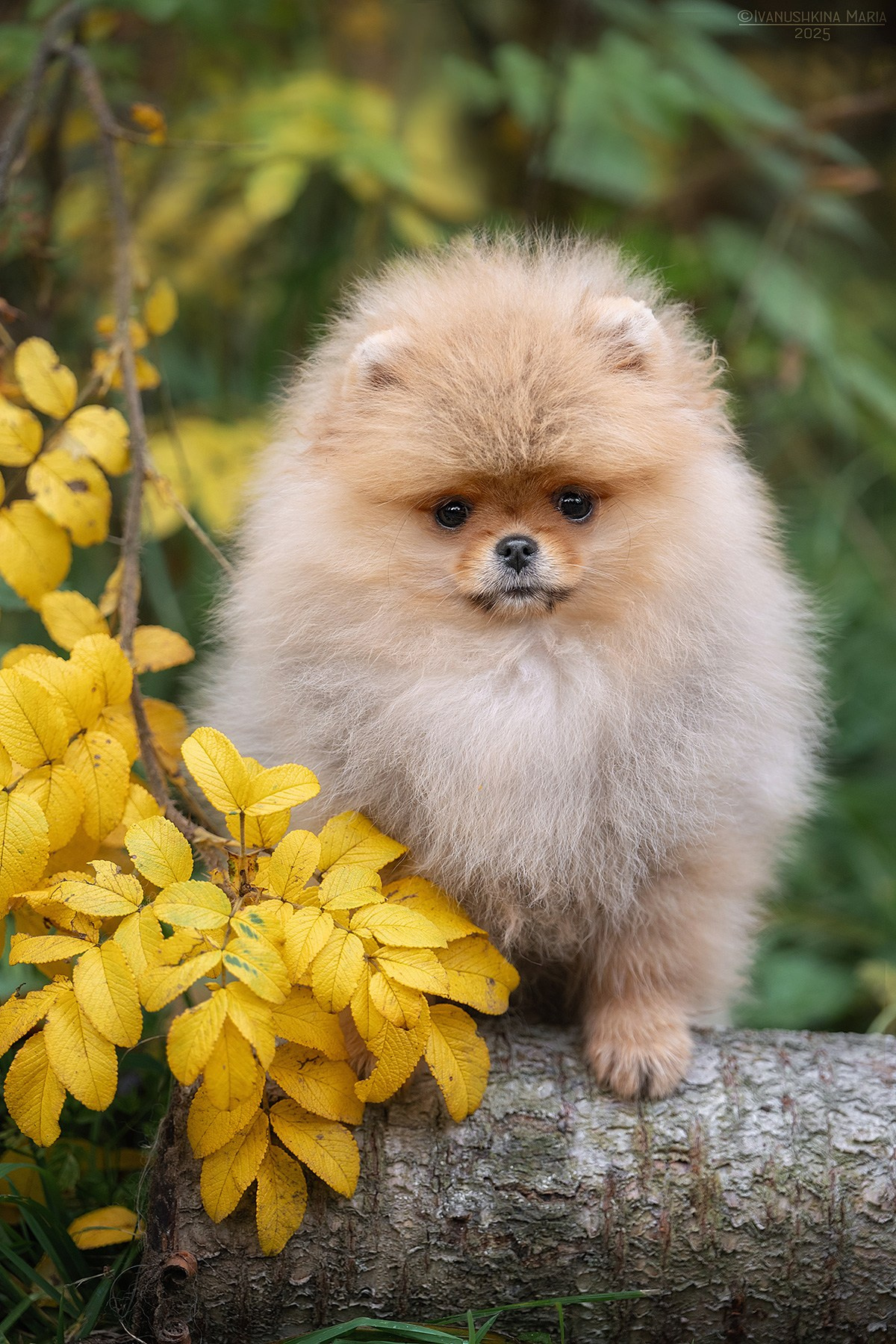 Фотосессия щенков на продажу. Фотограф собак в Москве и Московской области Иванушкина Мария