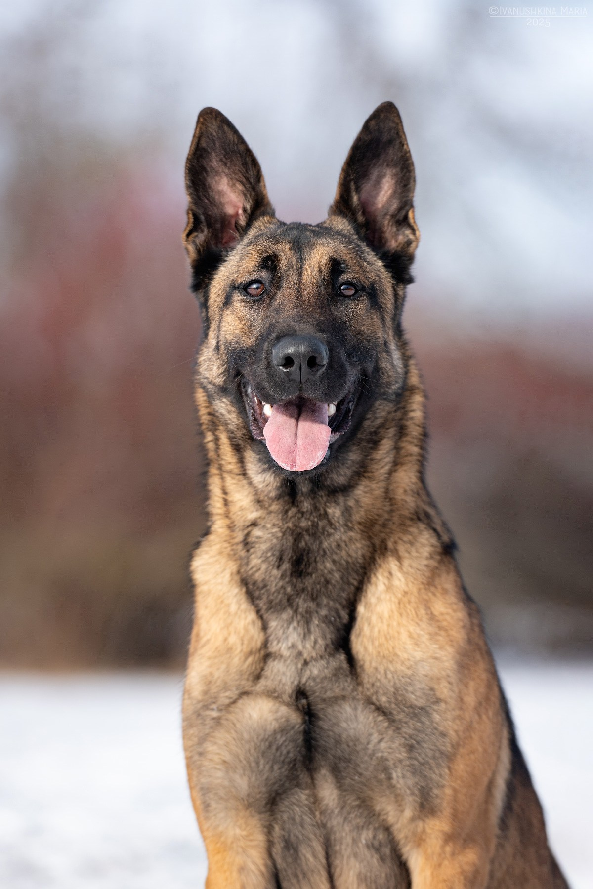 бельгийская овчарка