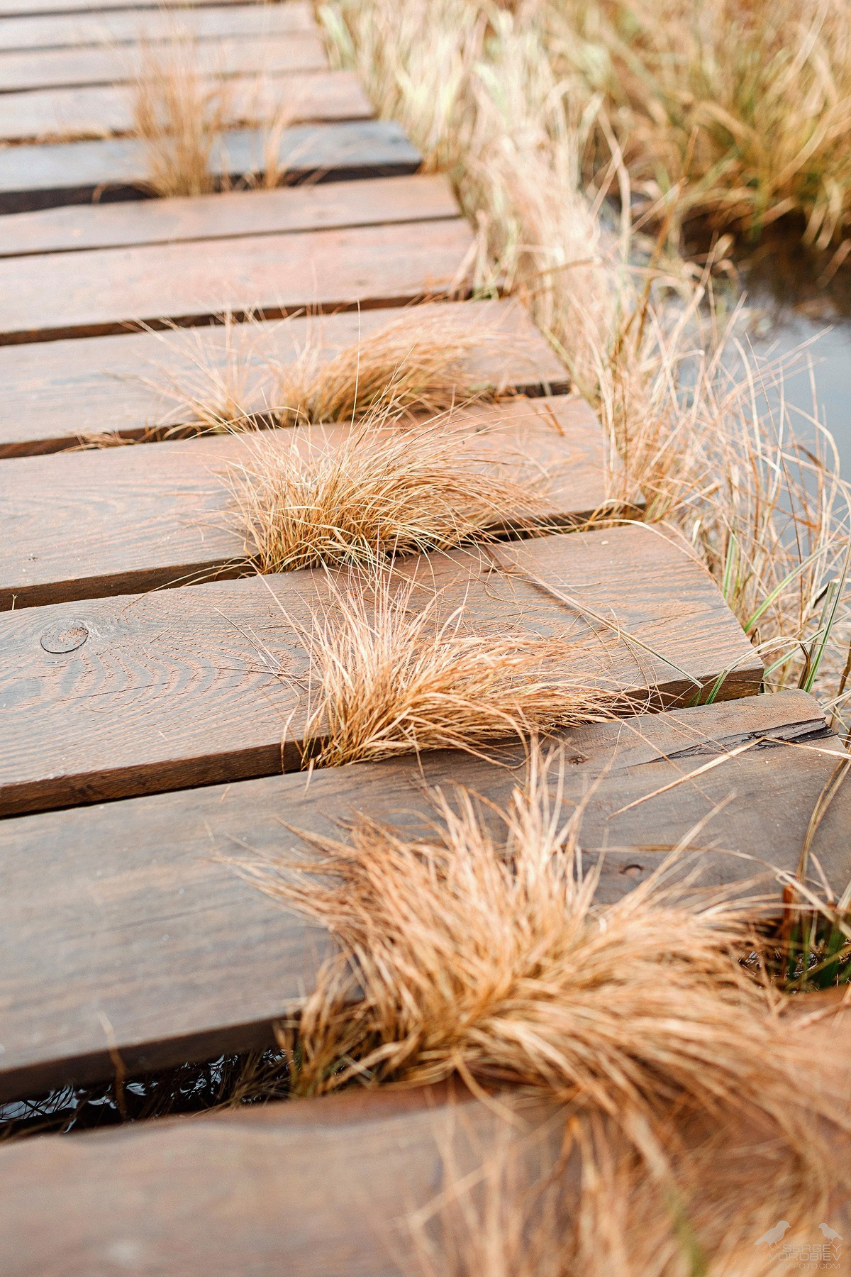 Стильная и дерзкая свадебная фотосессия на природе. Свадебный фотограф в Нижнем Новгороде и Москве Сергей Воробьев
