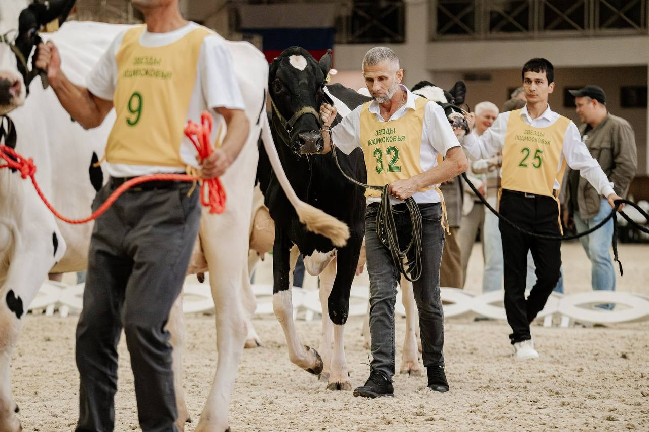 Звёзды Подмосковья — 2025. Куракина Дарья • Конный фотограф