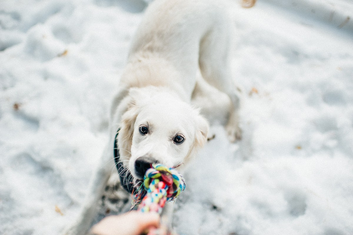 ШАНТИ и СЕМЬЯ. Свадебный и семейный фотограф РИТА БОЧКАРЁВА