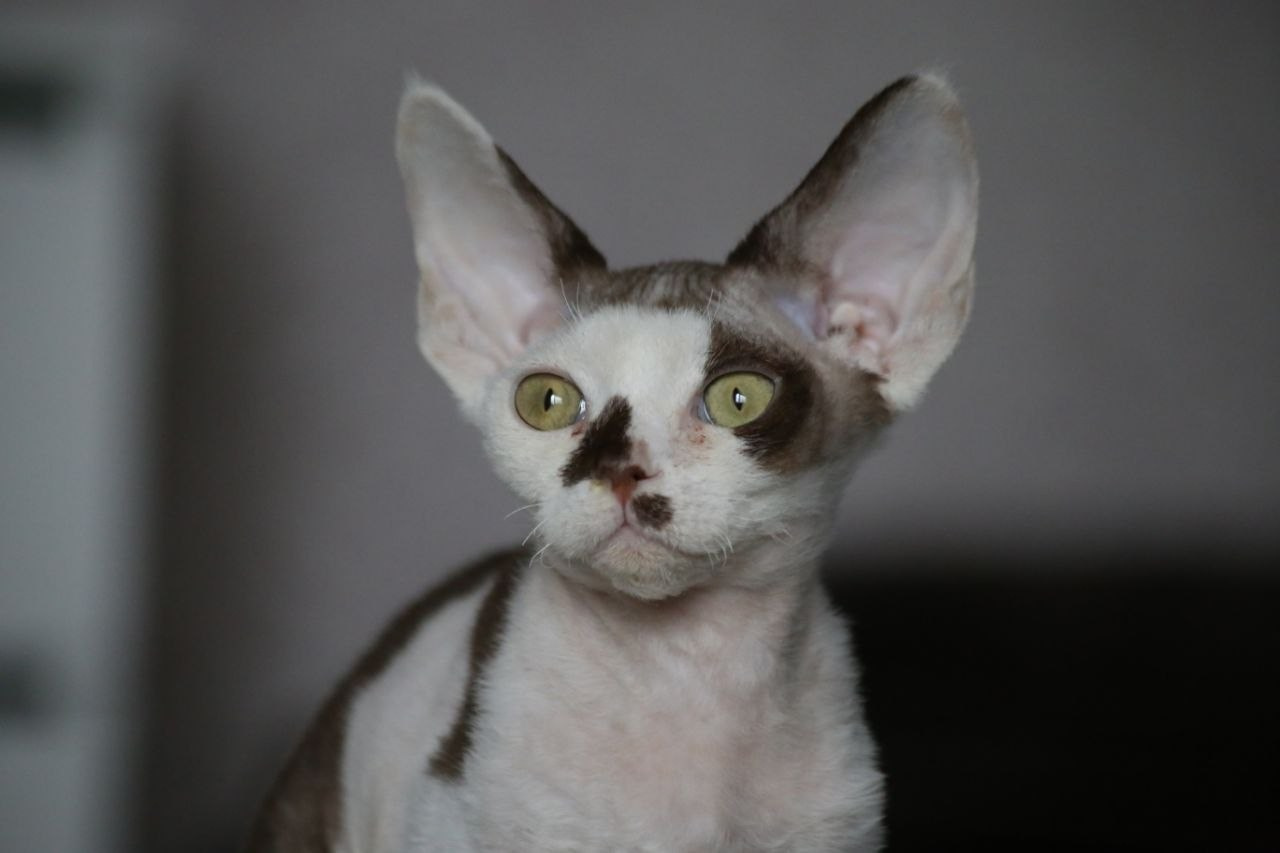 💜DRX b 03 котик Nevskiy Favorite Kitsune🔥🔥🔥готов к резерву 🧿 д/р 21.11.25. Nevskiy Favorite — питомник девон-рексов в Санкт-Петербурге. Здоровые, ласковые и редкие котята