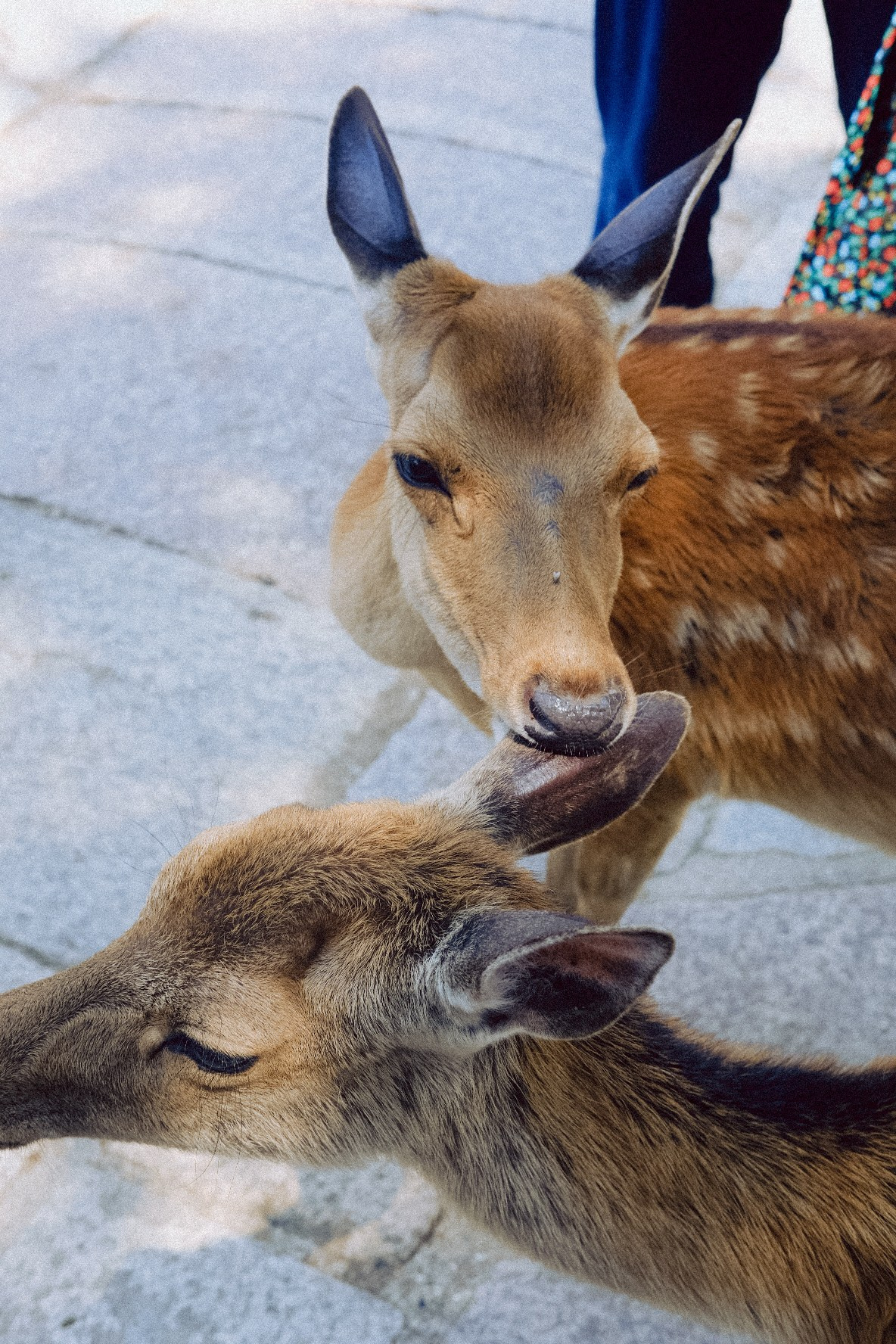 JAPAN. ГЛАВНАЯ
