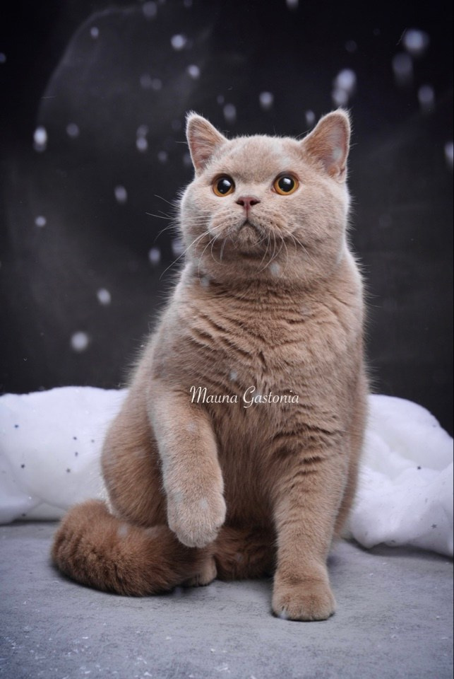 Vismut. Mauna Gastonia