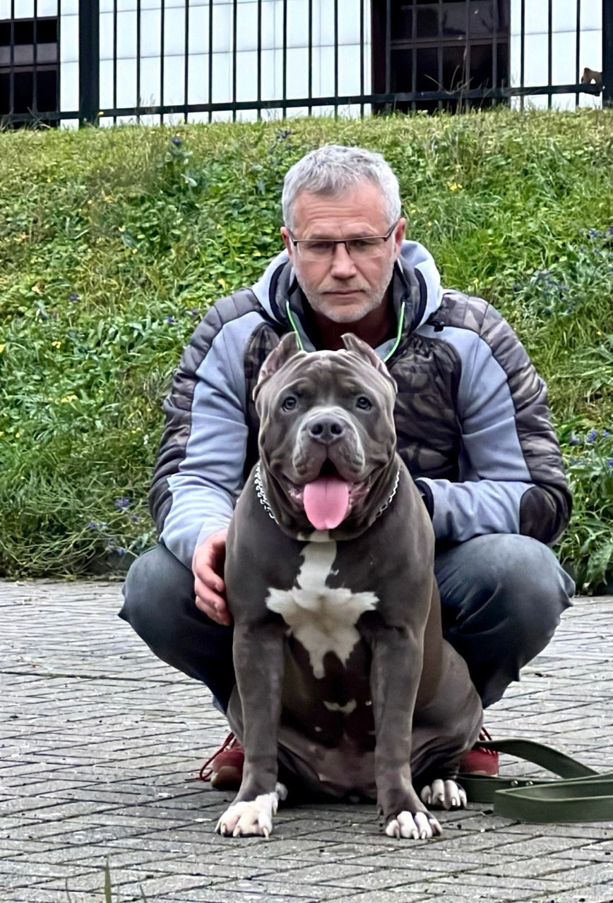 Hunter&Queenie, 13.01.25. Американские булли XL в г. Калининград. Питомник Great Bully UNIVERSE