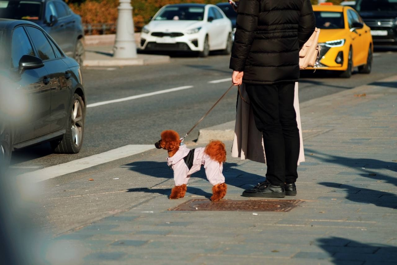 Автор: Юлианна Короткова