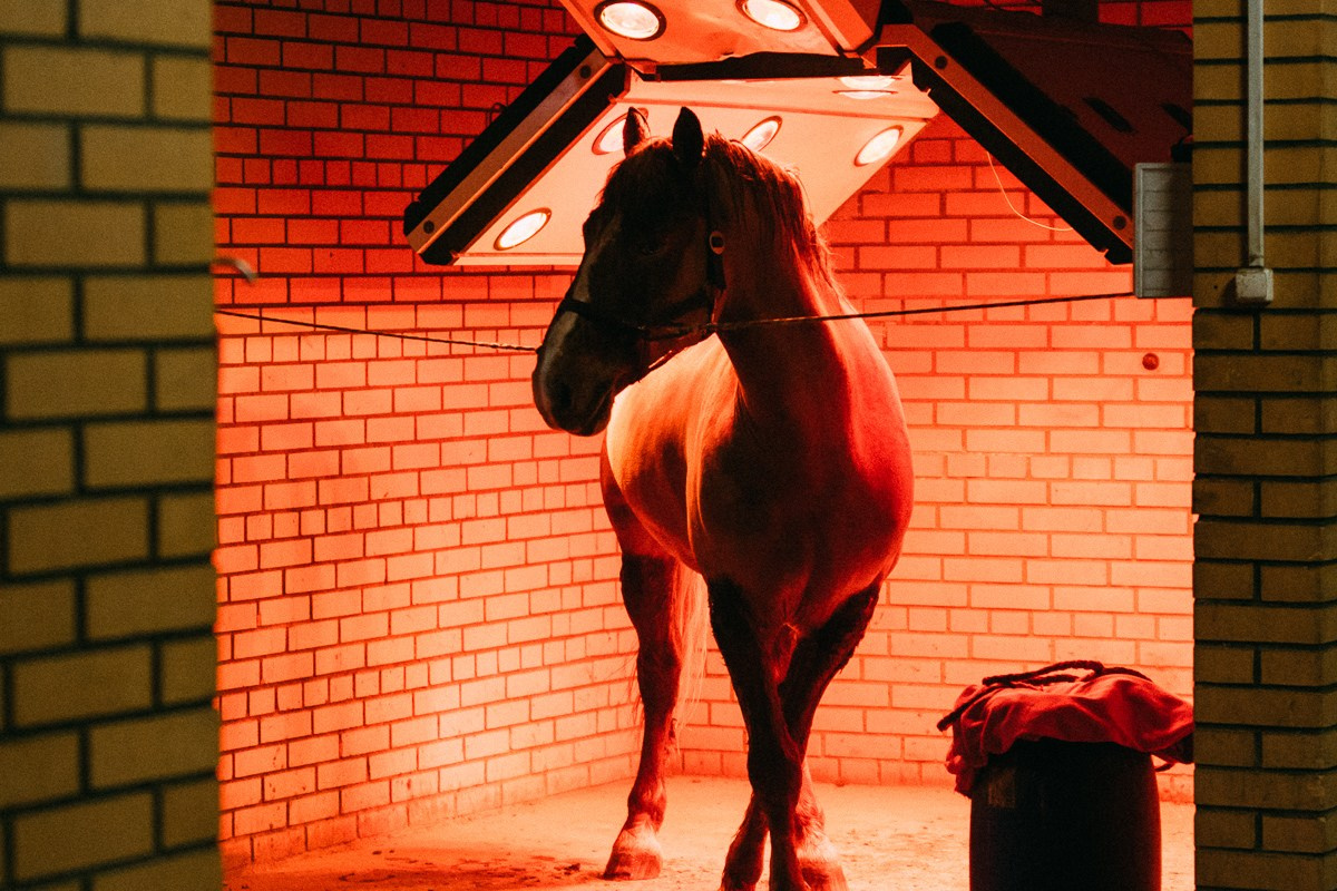 Выездка КСК «Дерби». Репортажный и семейный фотограф в Санкт-Петербурге Тарас Марченко