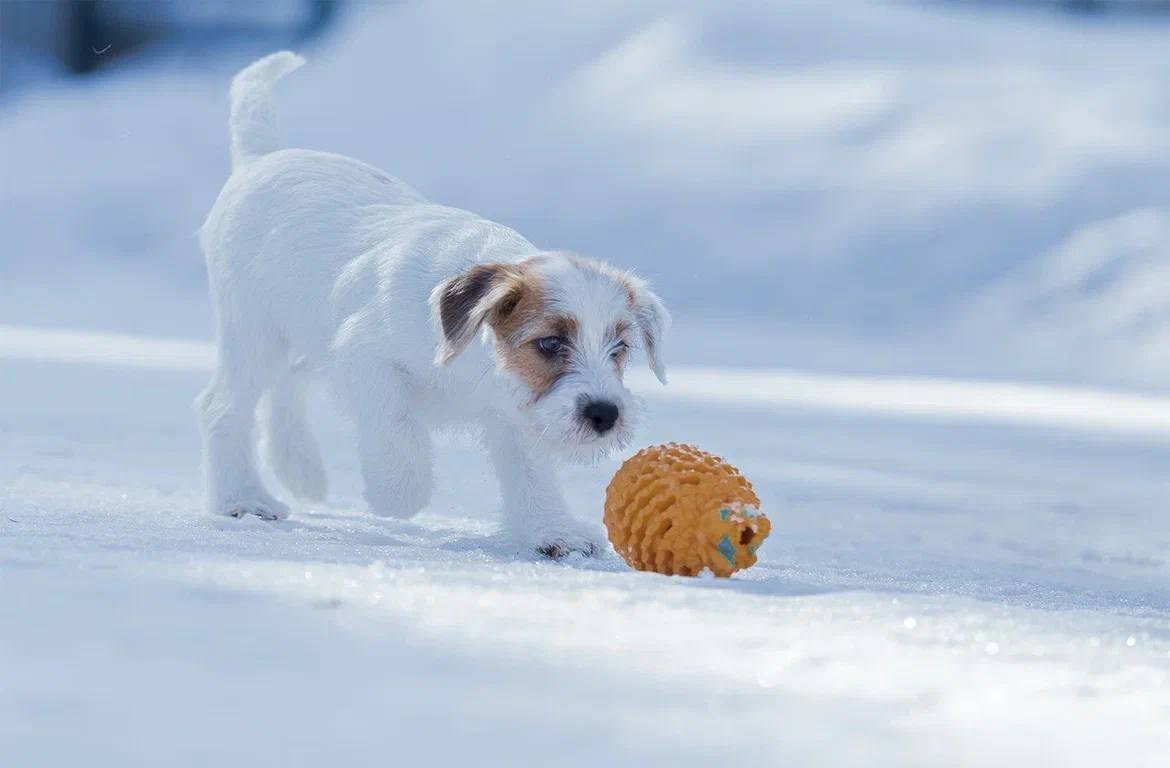Сука 2. Lovely-Orange питомник джек рассел терьеров