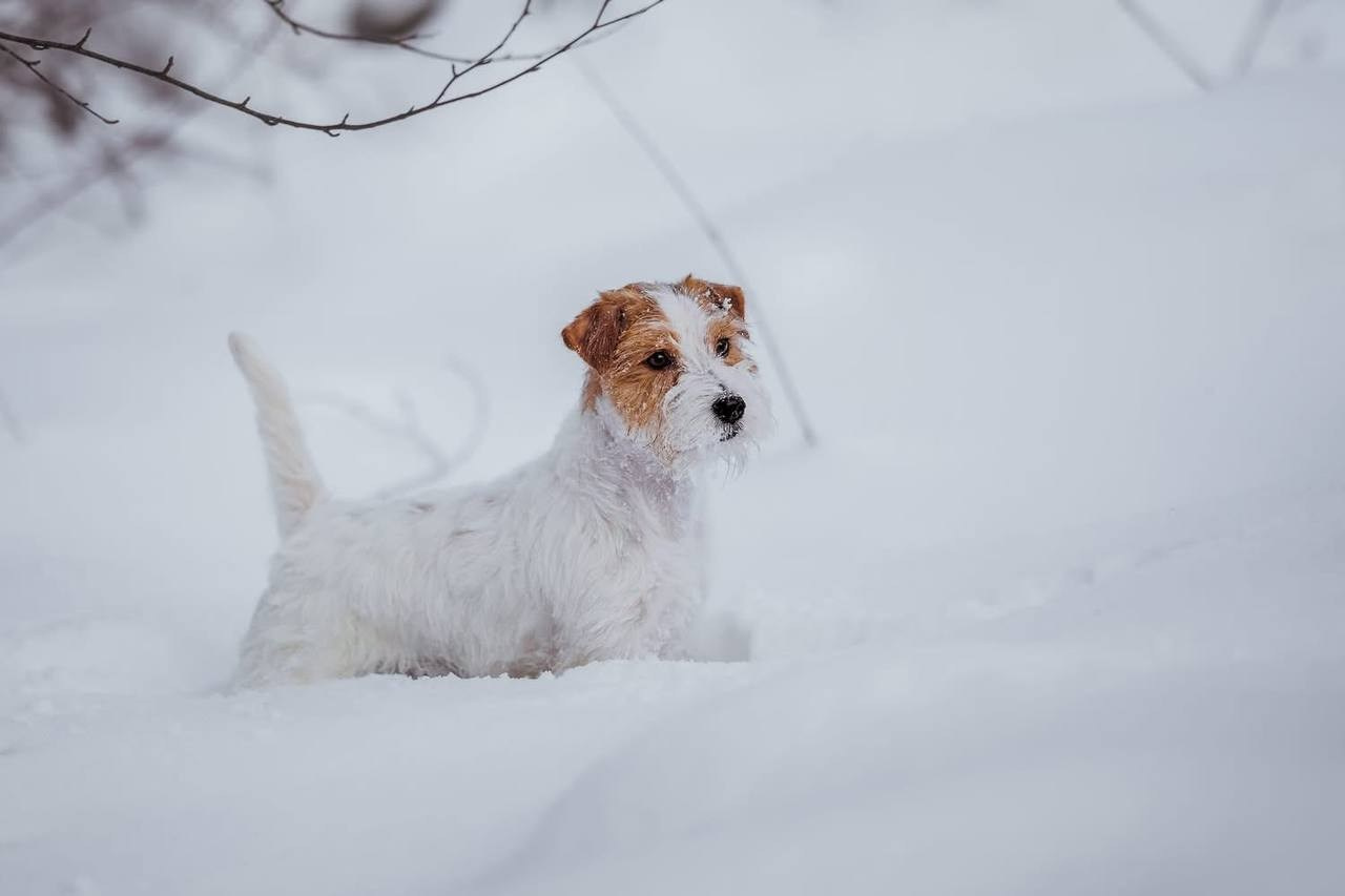 Lovely-Orange Mascarpone. Lovely-Orange питомник джек рассел терьеров