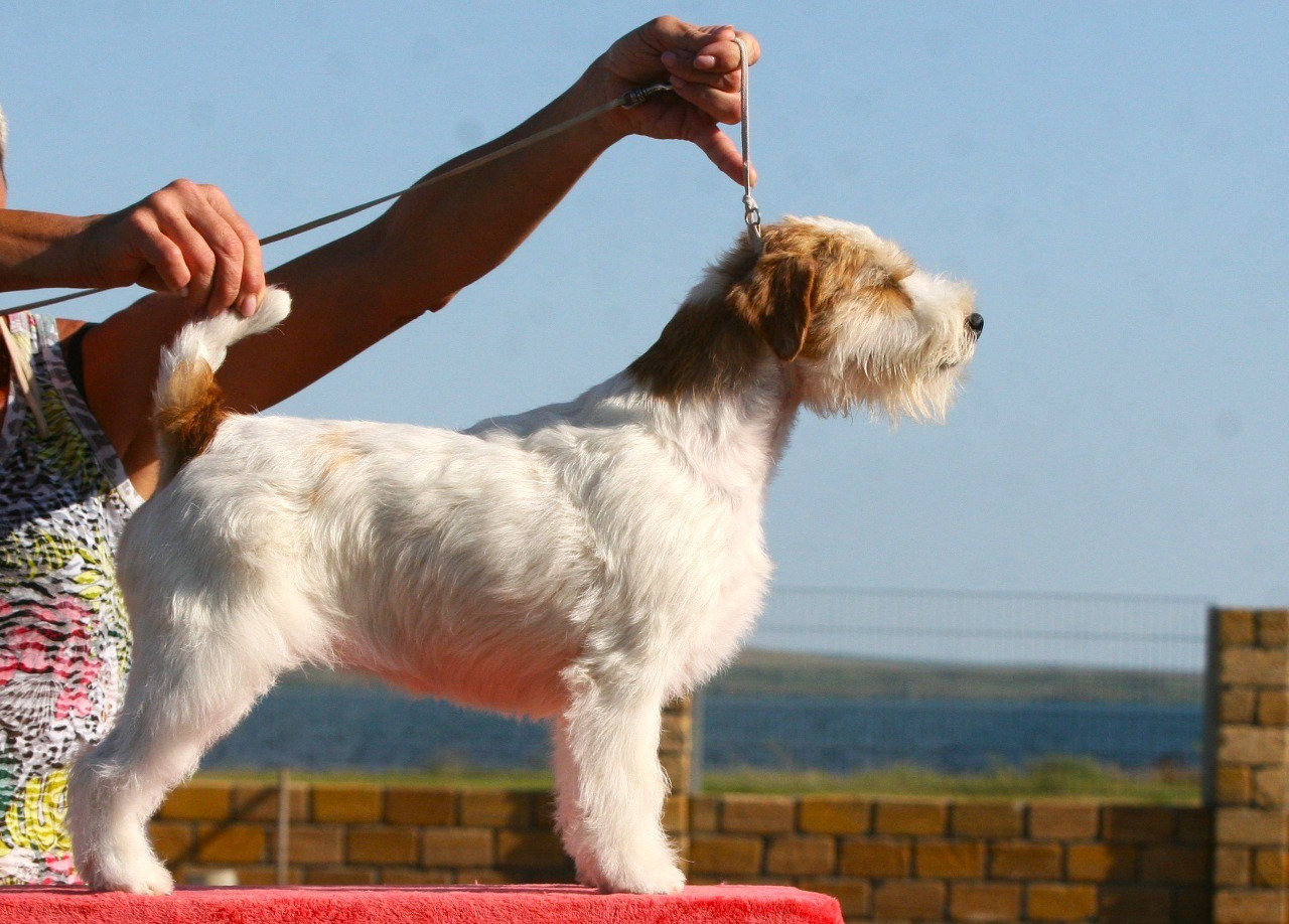 Lovely-Orange Colambina. Lovely-Orange питомник джек рассел терьеров