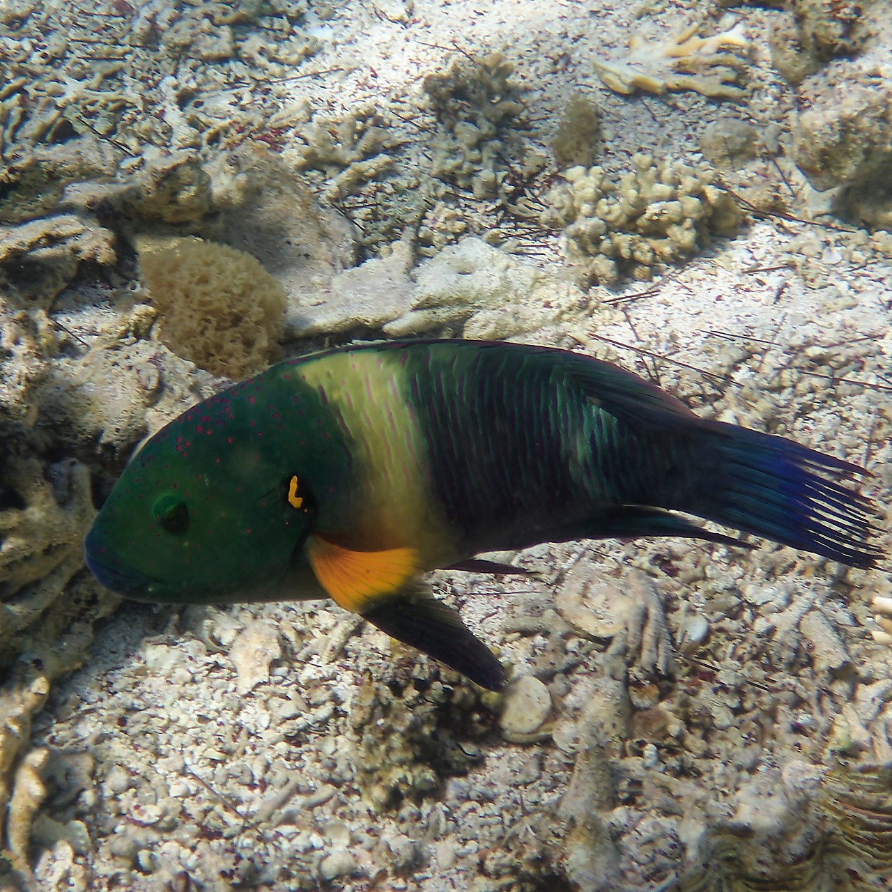 Мне посмотреть. Рыбов показываю