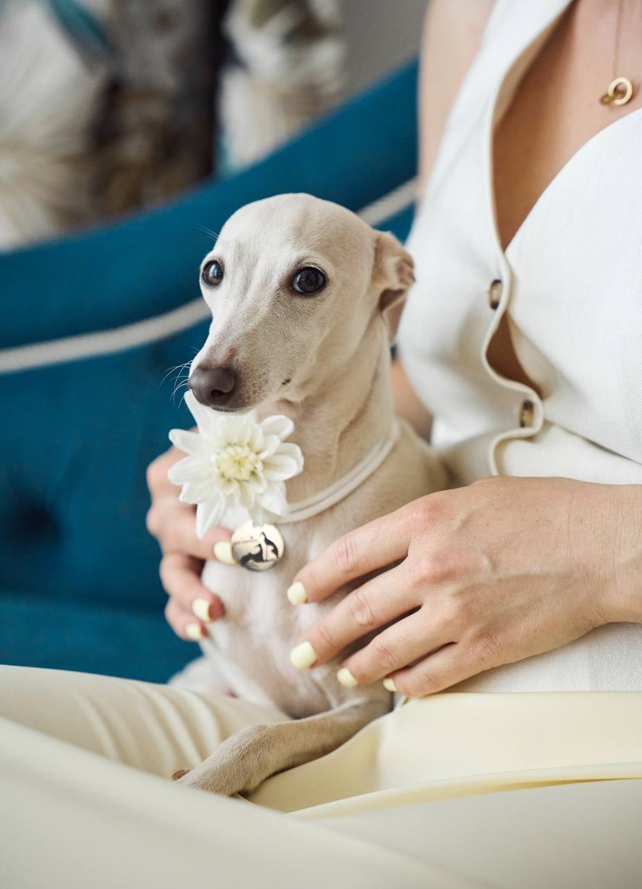 Asti Sapphire Yaasiina Laysan Cerulian. Профессиональный питомник левреток РКФ/FCI ASTI SAPPHIRE 💎 Сочи|Санкт-Петербург