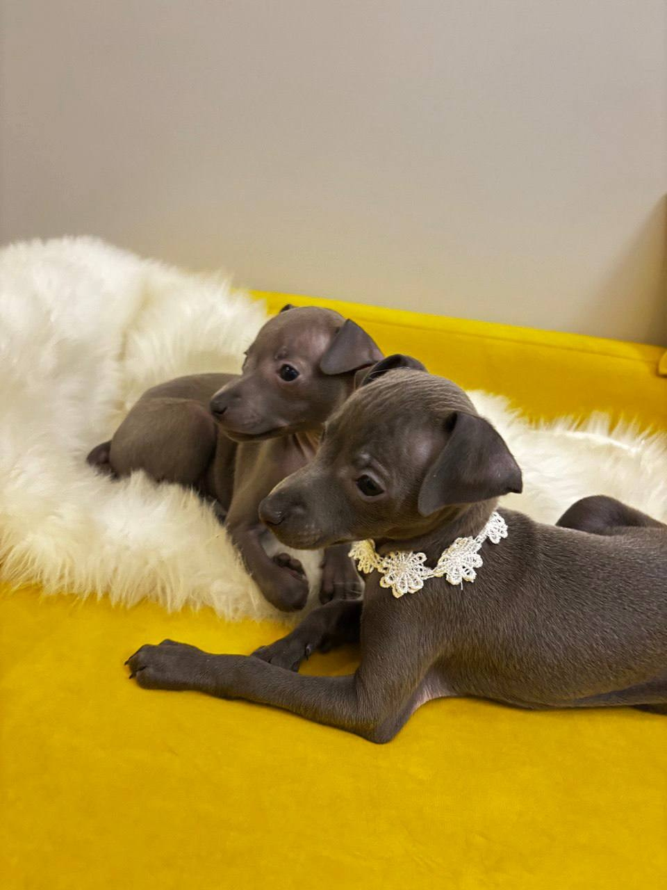 Голубые малыши. Профессиональный питомник левреток РКФ/FCI ASTI SAPPHIRE 💎 Сочи|Санкт-Петербург