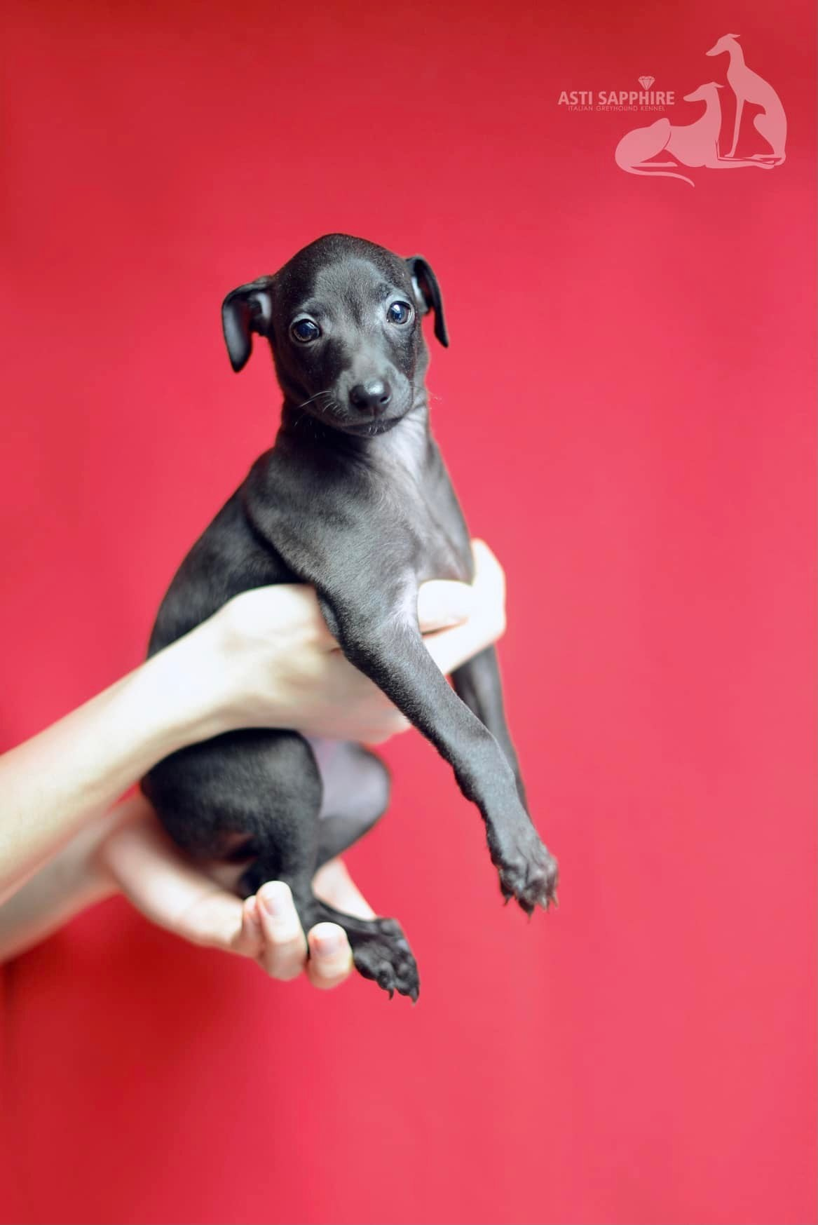 Asti Sapphire Esmeralda La Bella. Профессиональный питомник левреток РКФ/FCI ASTI SAPPHIRE 💎 Сочи|Санкт-Петербург