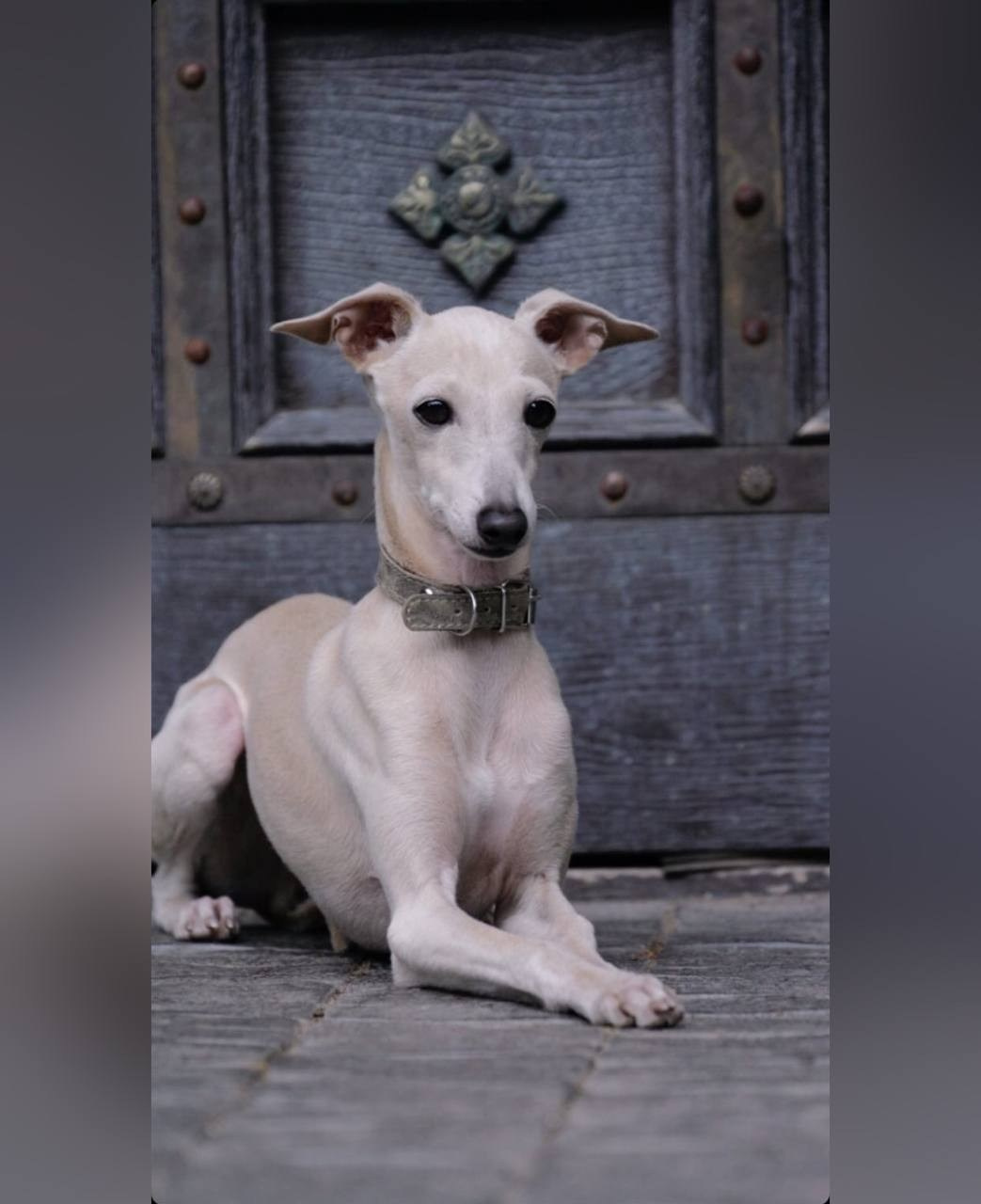 Кремовые детки. Профессиональный питомник левреток РКФ/FCI ASTI SAPPHIRE 💎 Сочи|Санкт-Петербург