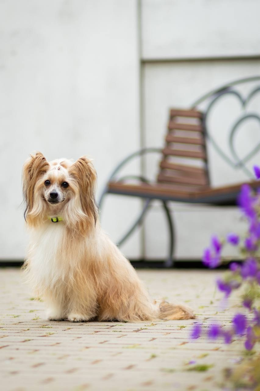 Poale Ell Veles. Chinese Crested Dog Kennel Poale Ell