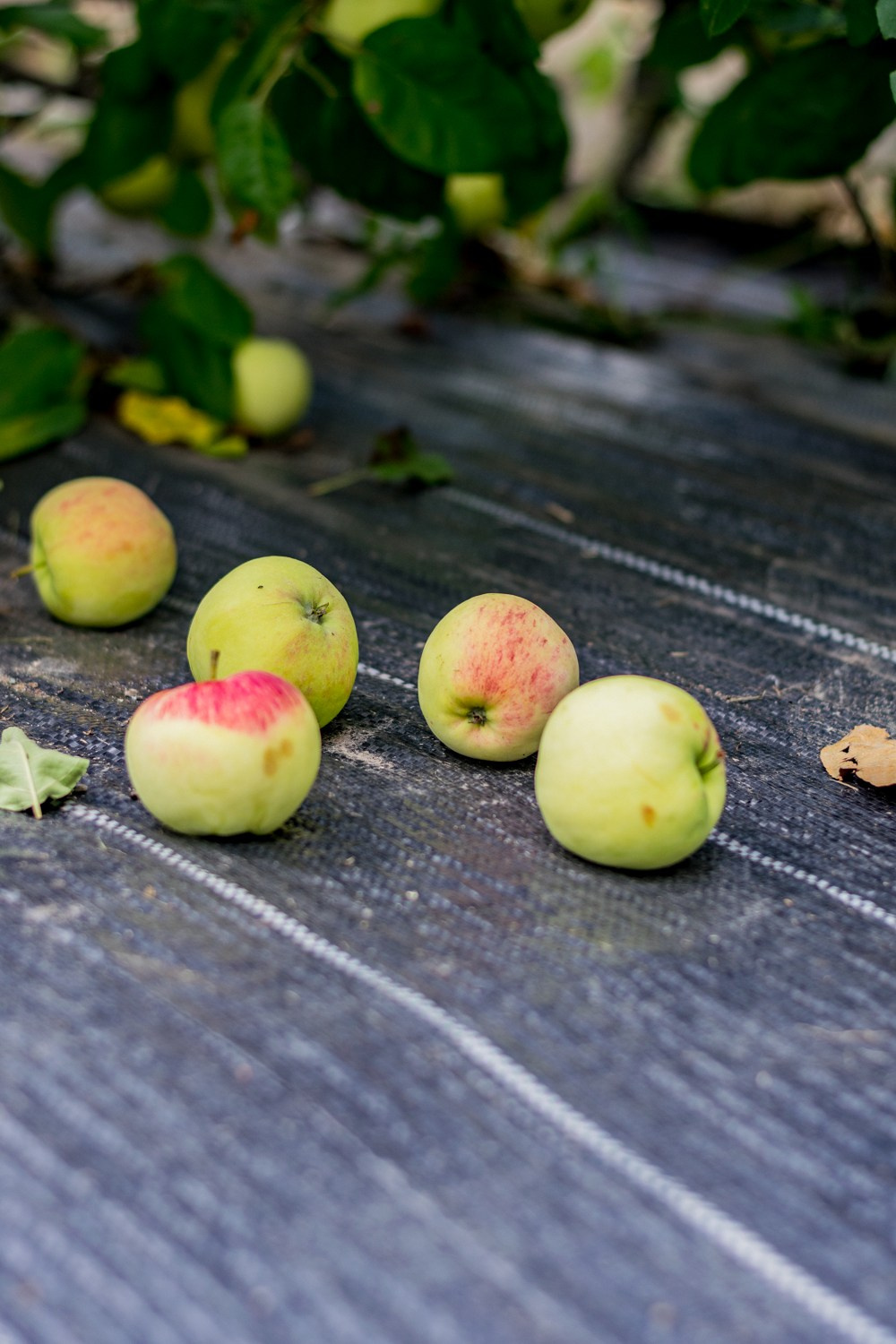 Антон Курдюмов фотограф в Хабаровске Рина Курдюмова фото27 foto27 Антон Дорофеев репортажный репортаж документалист Тони и Рина фотосоздатели Виноградники Хехцир 2024 Хабаровск виноград дикий фермер фермерство дачный сезон