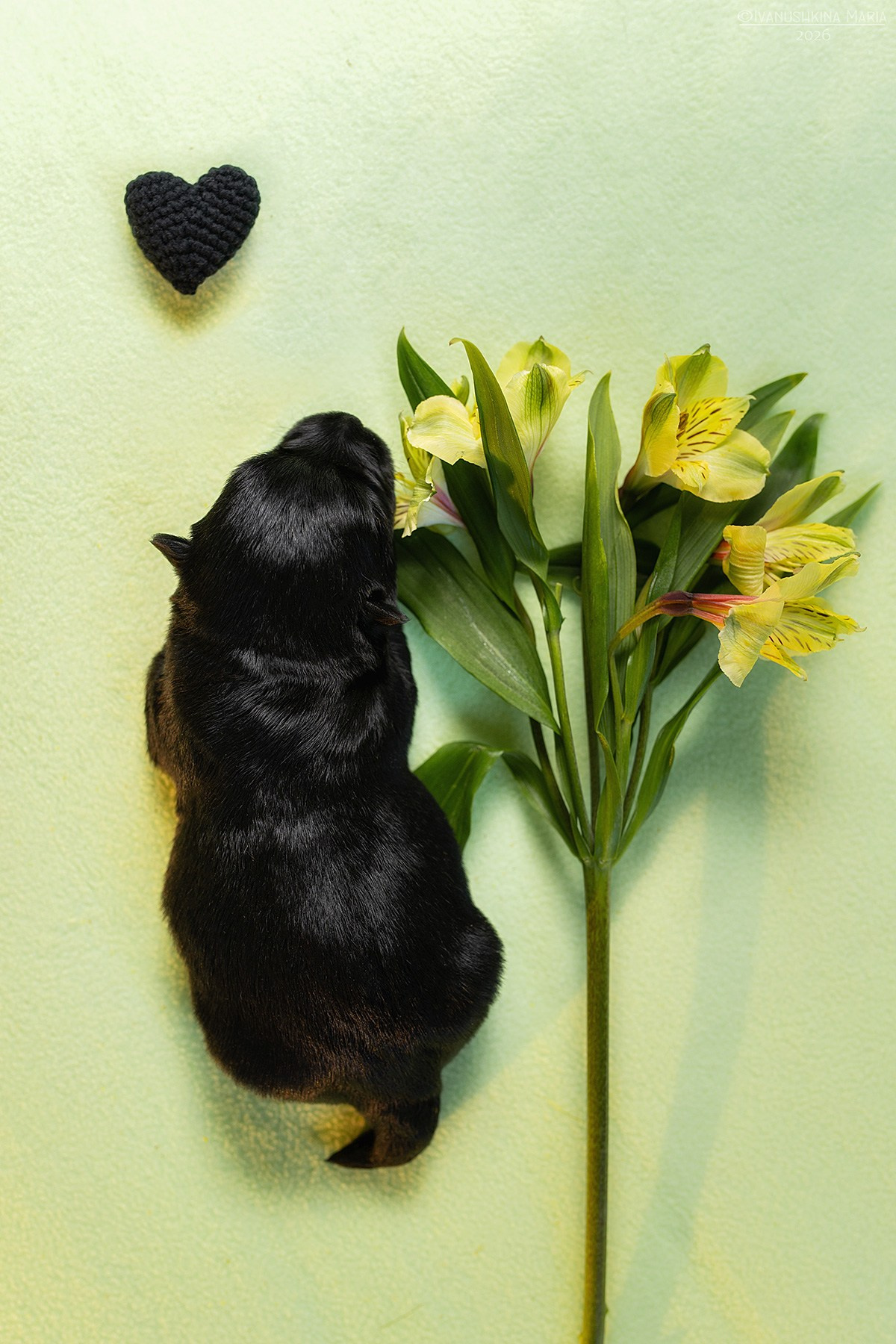 Ньюборн фотосессия щенков. Фотограф собак в Москве и Московской области Иванушкина Мария