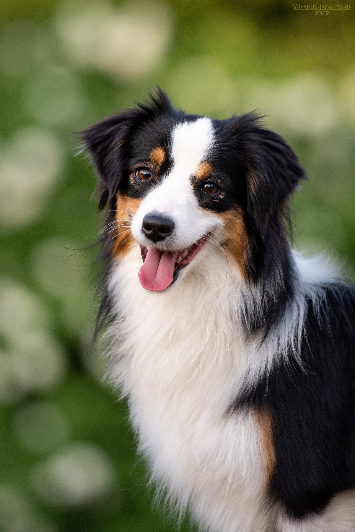 миниатюрная американская овчарка