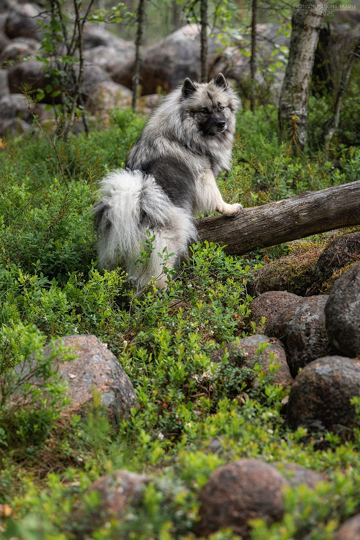 Фотограф-анималист. Фотограф собак в Москве и Московской области Иванушкина Мария