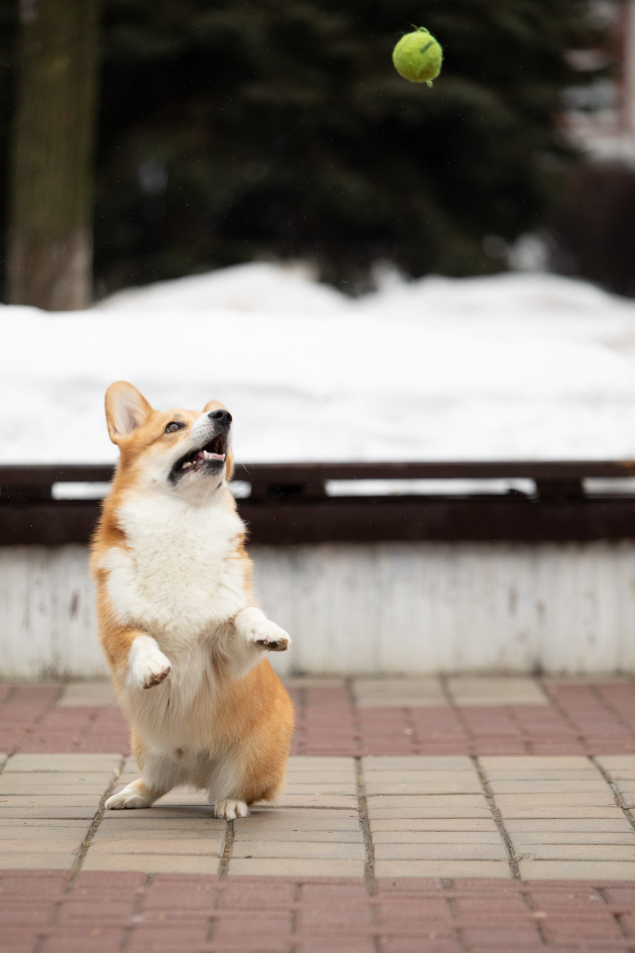 ПРОГУЛОЧНАЯ ИСТОРИЯ. Фотограф — анималист в Туле Юлия Лето
