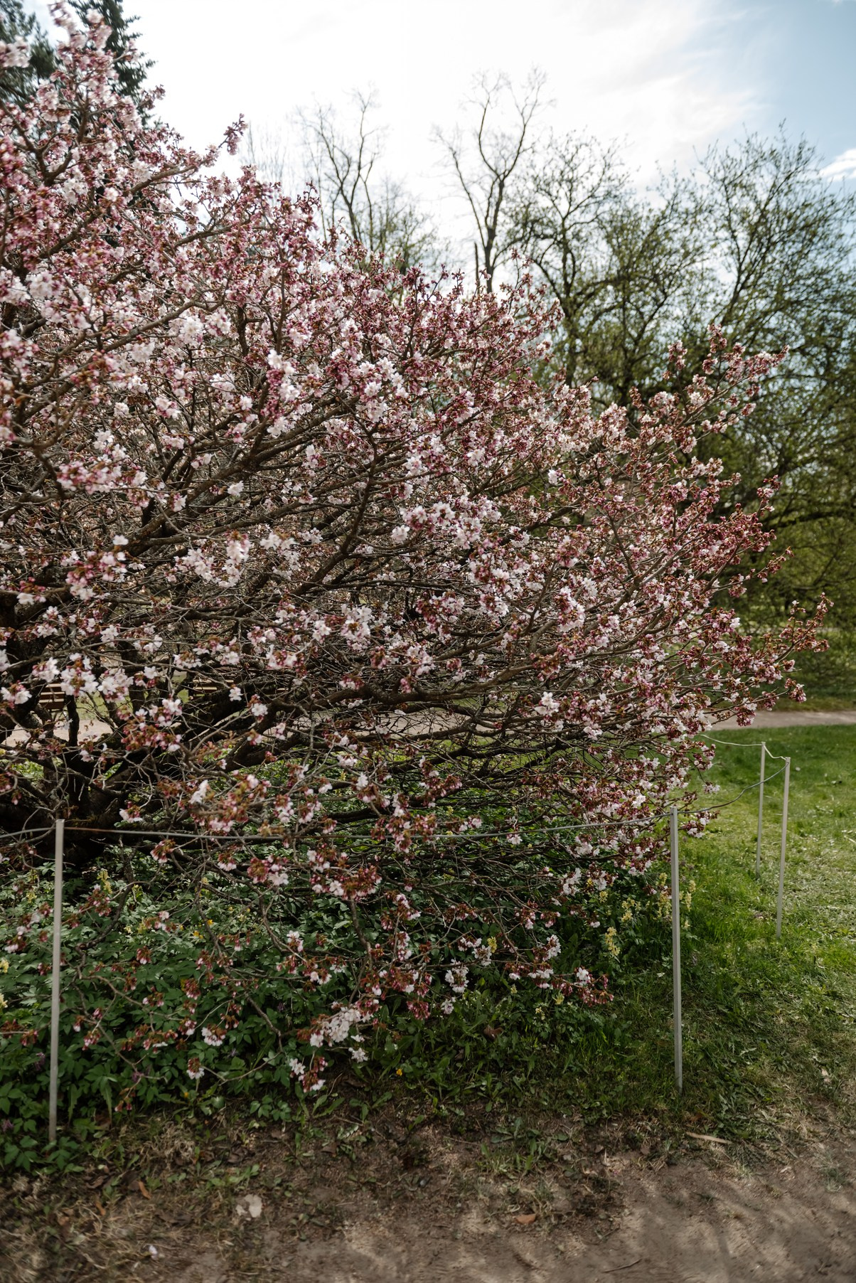 Марина с сакурой. Свадебный и семейный фотограф в Санкт-Петербурге Елена Худякова