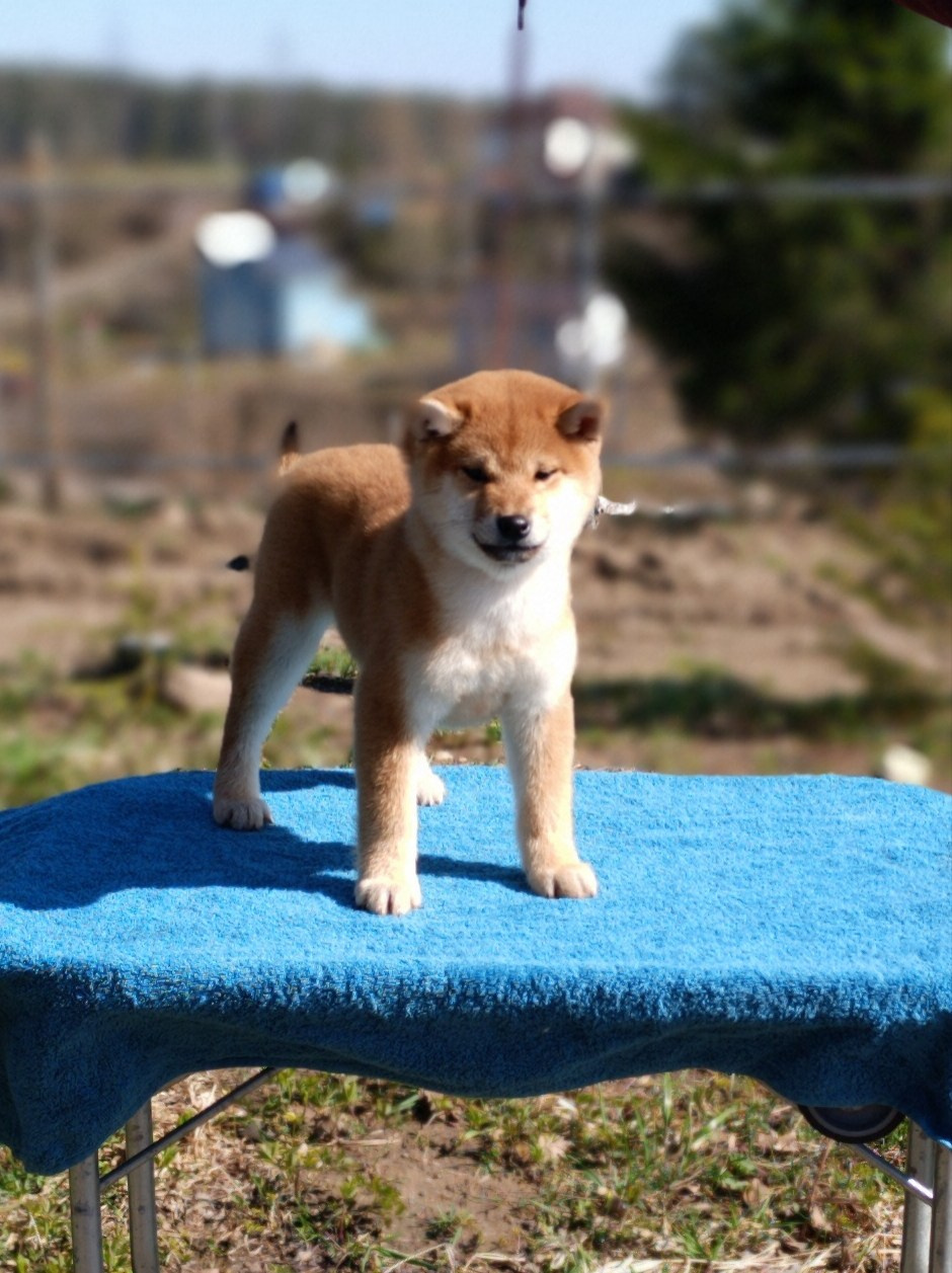 Сиба Rubylight Emma питомник Рубилайт 