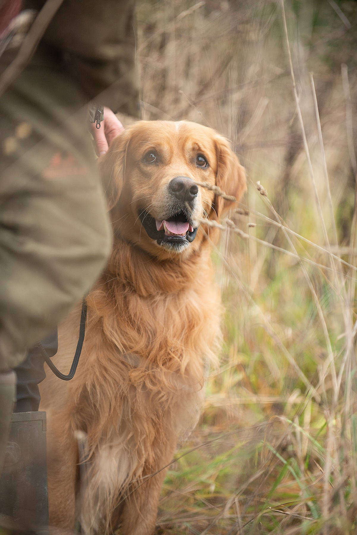 Несертификатный ВТ Школы Шмеля, 21 октября 2023. Фотограф-анималист Наталья Светличная