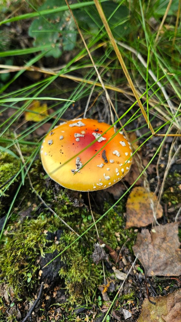 Мухомор Party. Мастер-классы ● Изостудия «Мы рисуем!» ● Южное Бутово, Москва