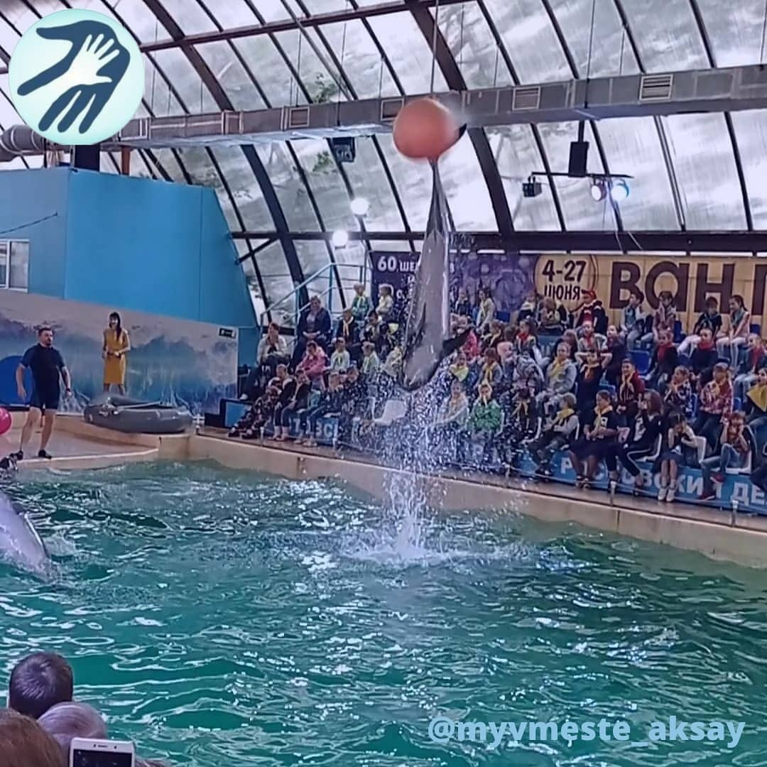 Море восторга в Ростовском дельфинарии!