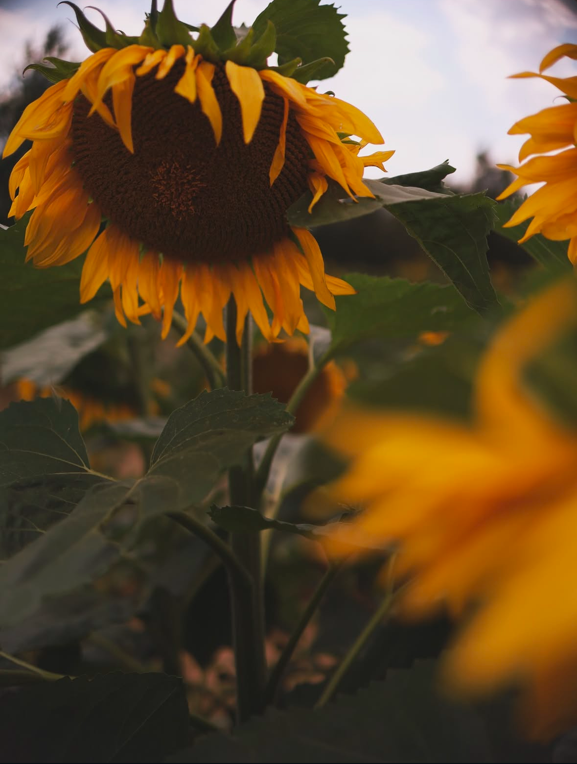 Подсолнухи. Семейный и свадебный фотограф в Минске Юлия Грин