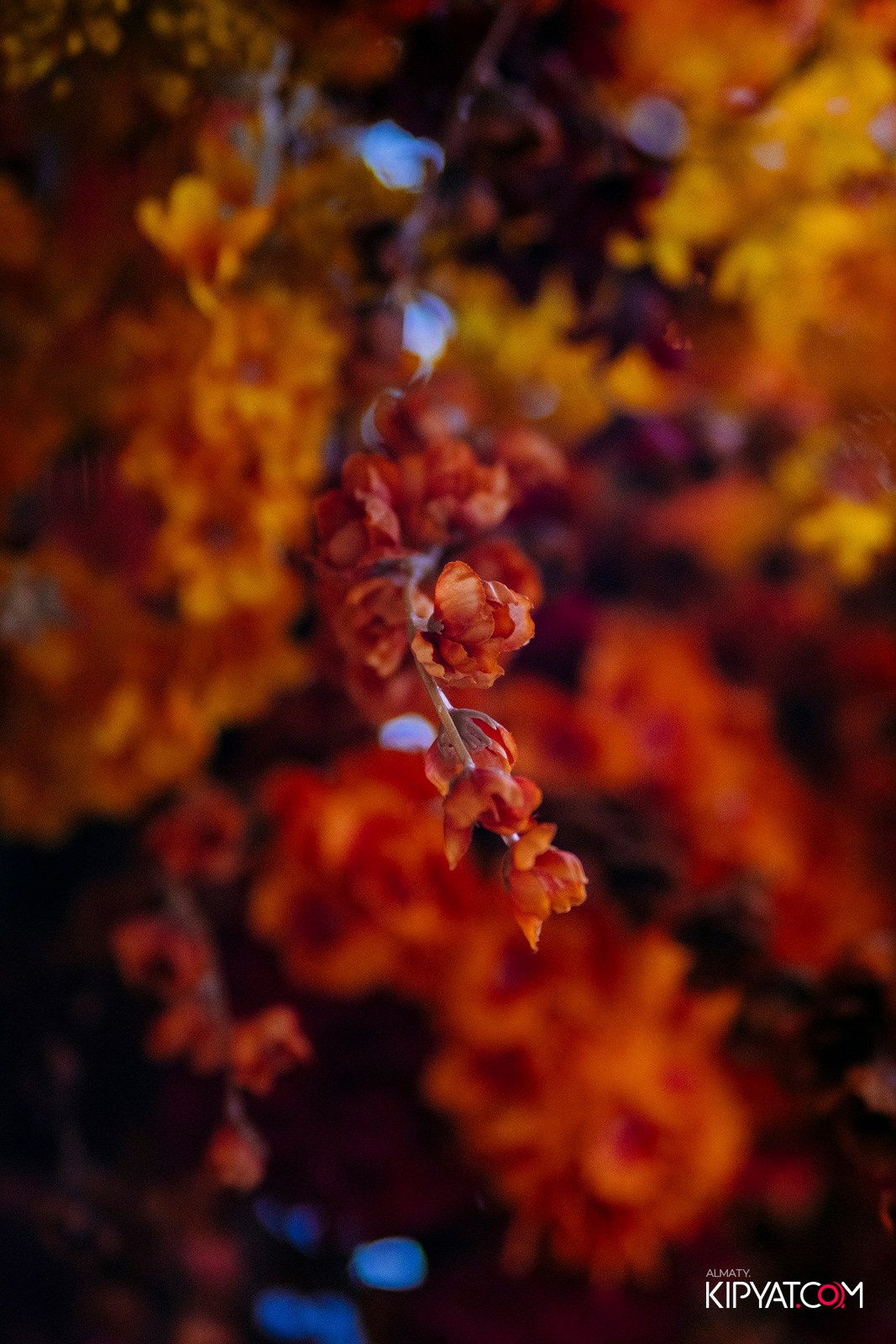 FRIENDS BAR & TERRACE. КИПЯТКОМ АЛМАТЫ!