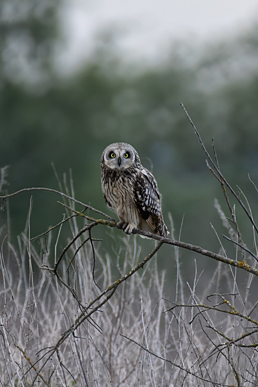 Болотная сова. Photomantis