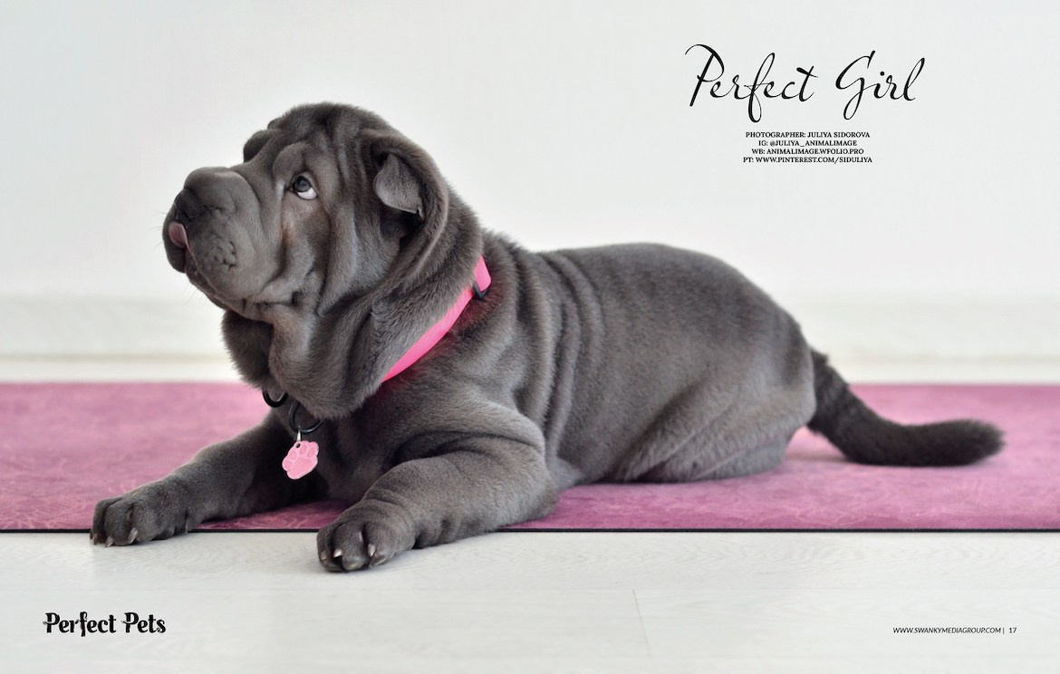 Публикации. Фотограф анималист