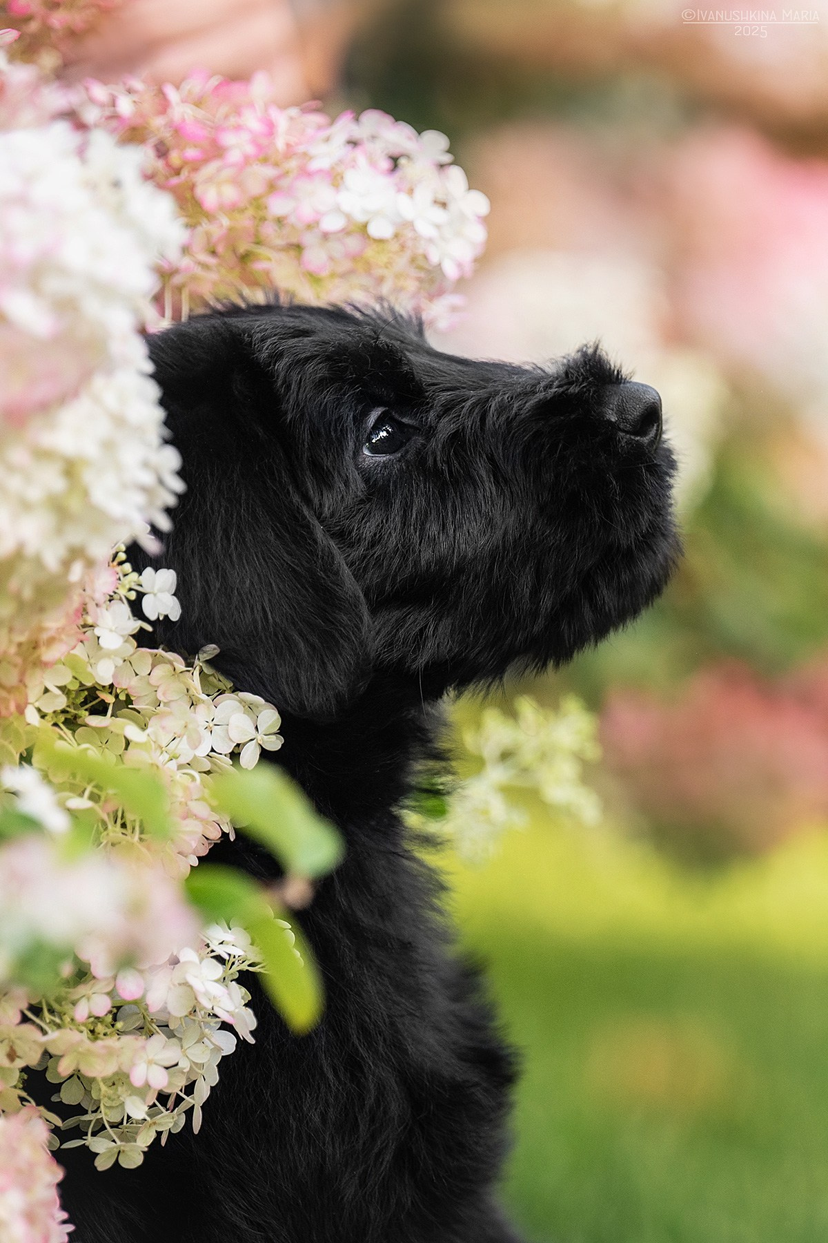 Фотосессия щенков на продажу. Фотограф собак в Москве и Московской области Иванушкина Мария