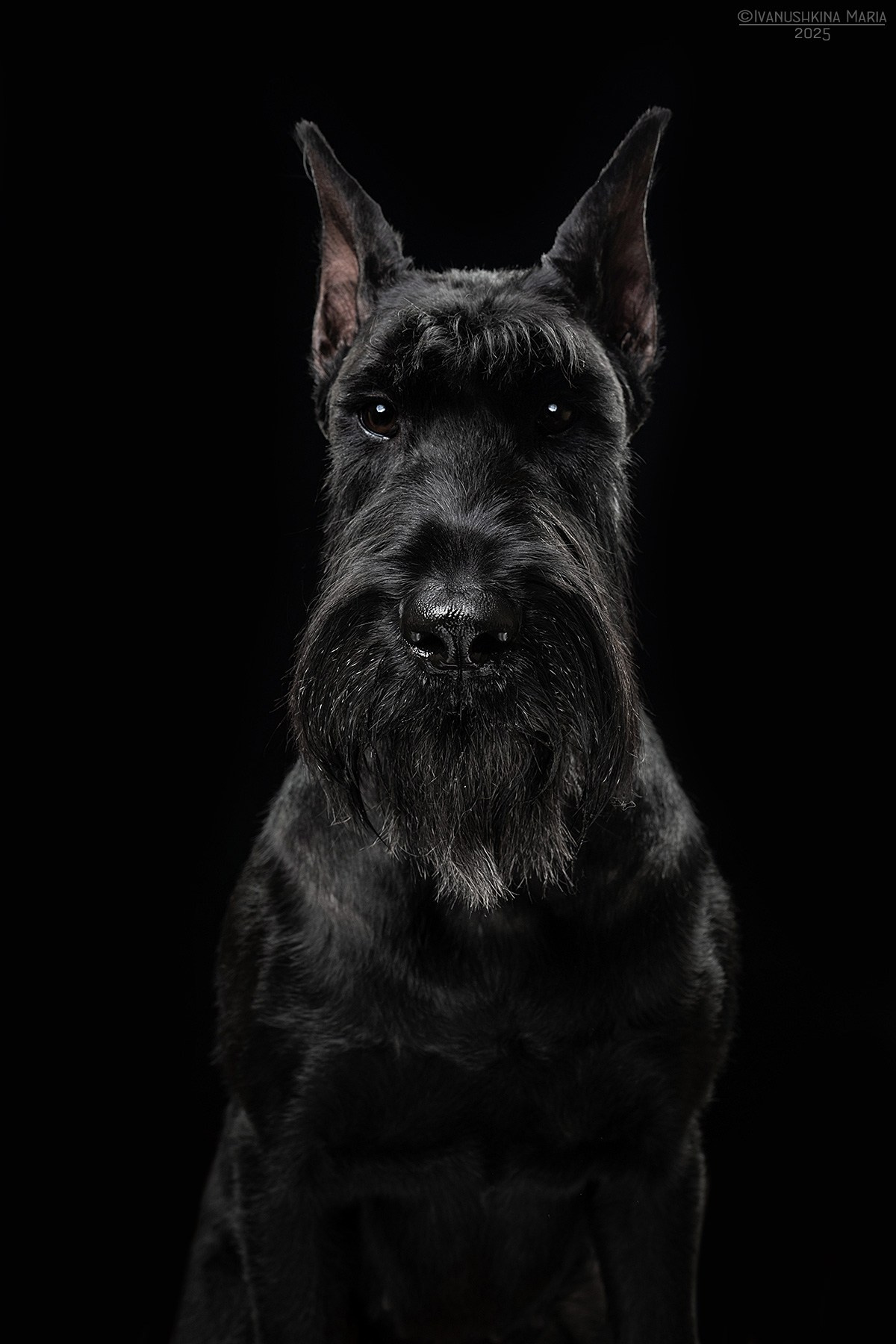 Фотосессия собаки в студии. Фотограф собак в Москве и Московской области Иванушкина Мария