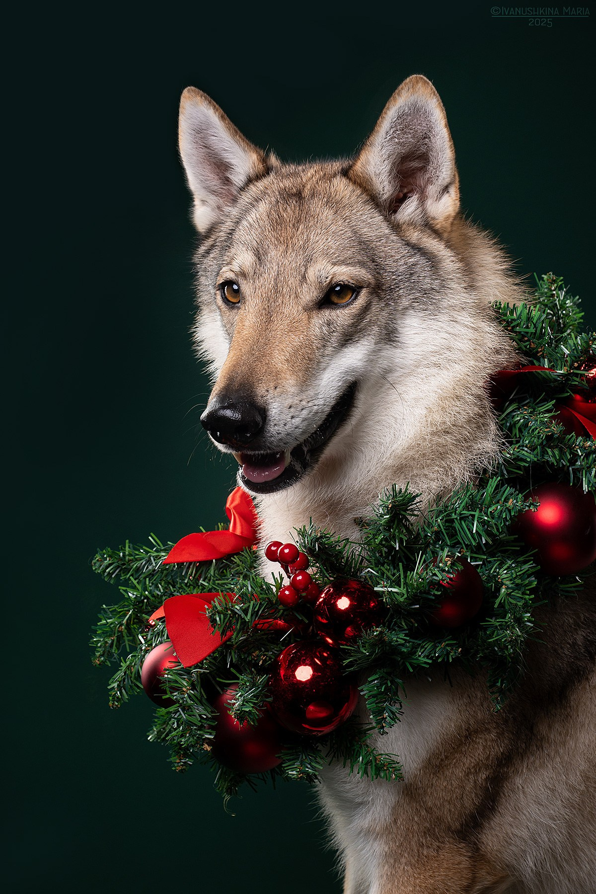 Фотосессия собаки в студии. Фотограф собак в Москве и Московской области Иванушкина Мария