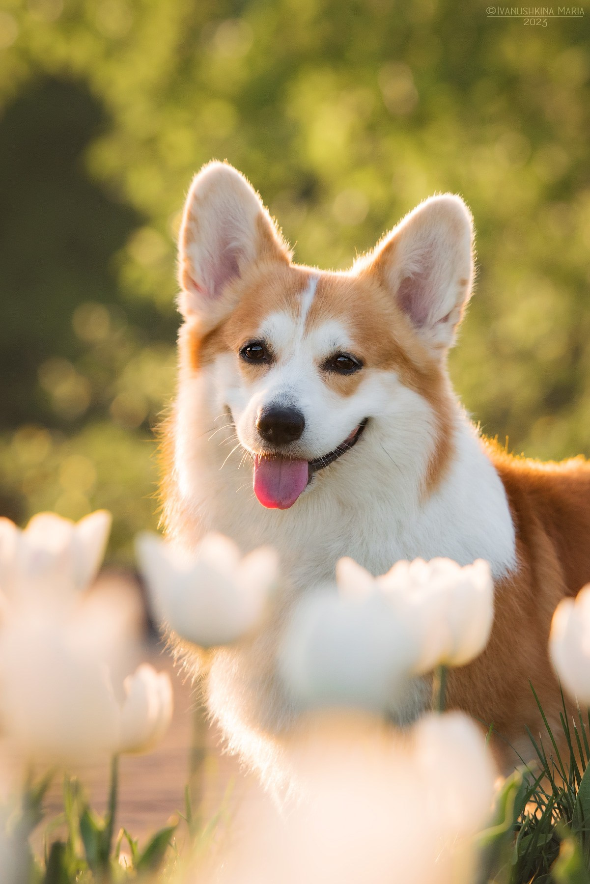 Фотограф-анималист. Фотограф собак в Москве и Московской области Иванушкина Мария