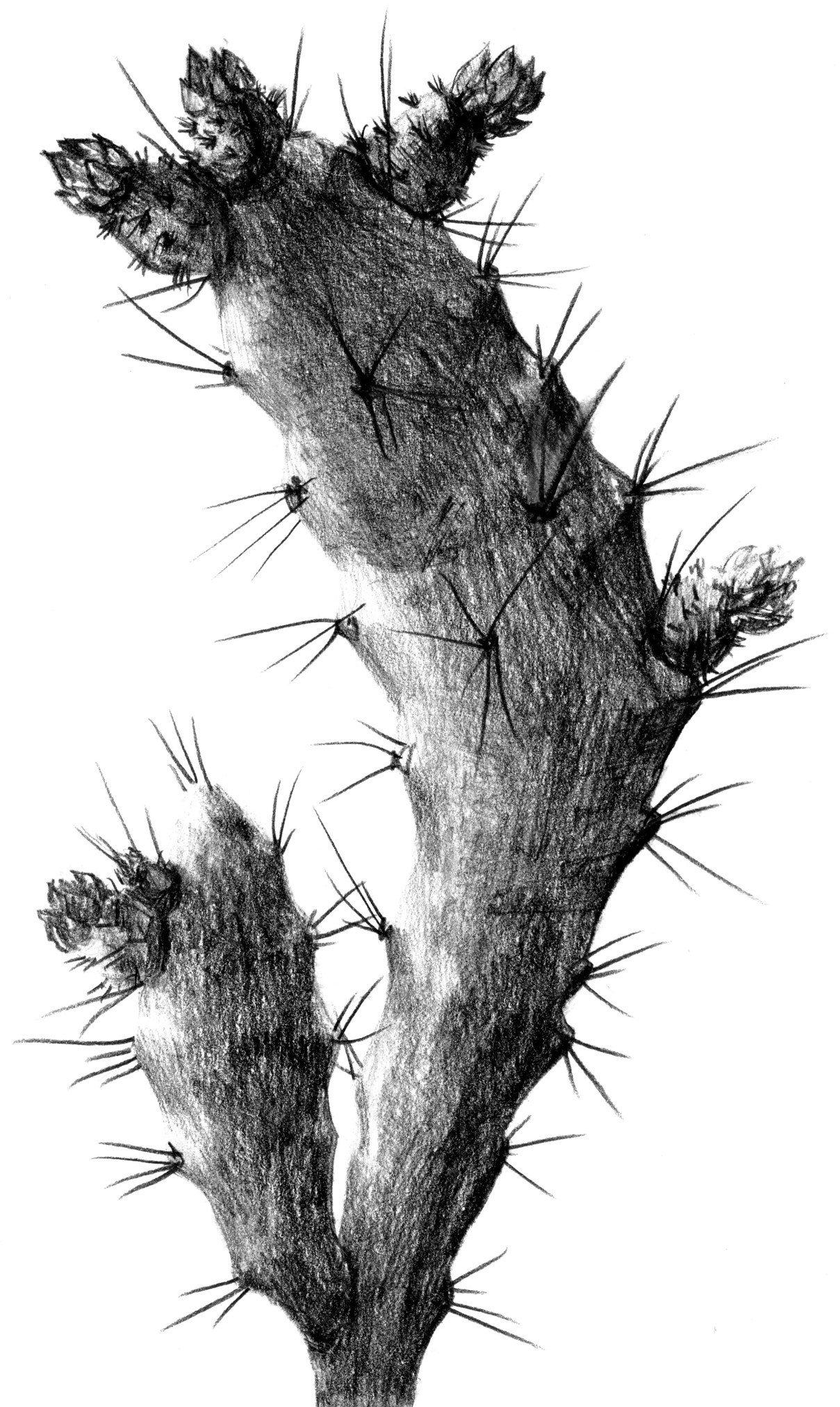 Растительные иллюстрации