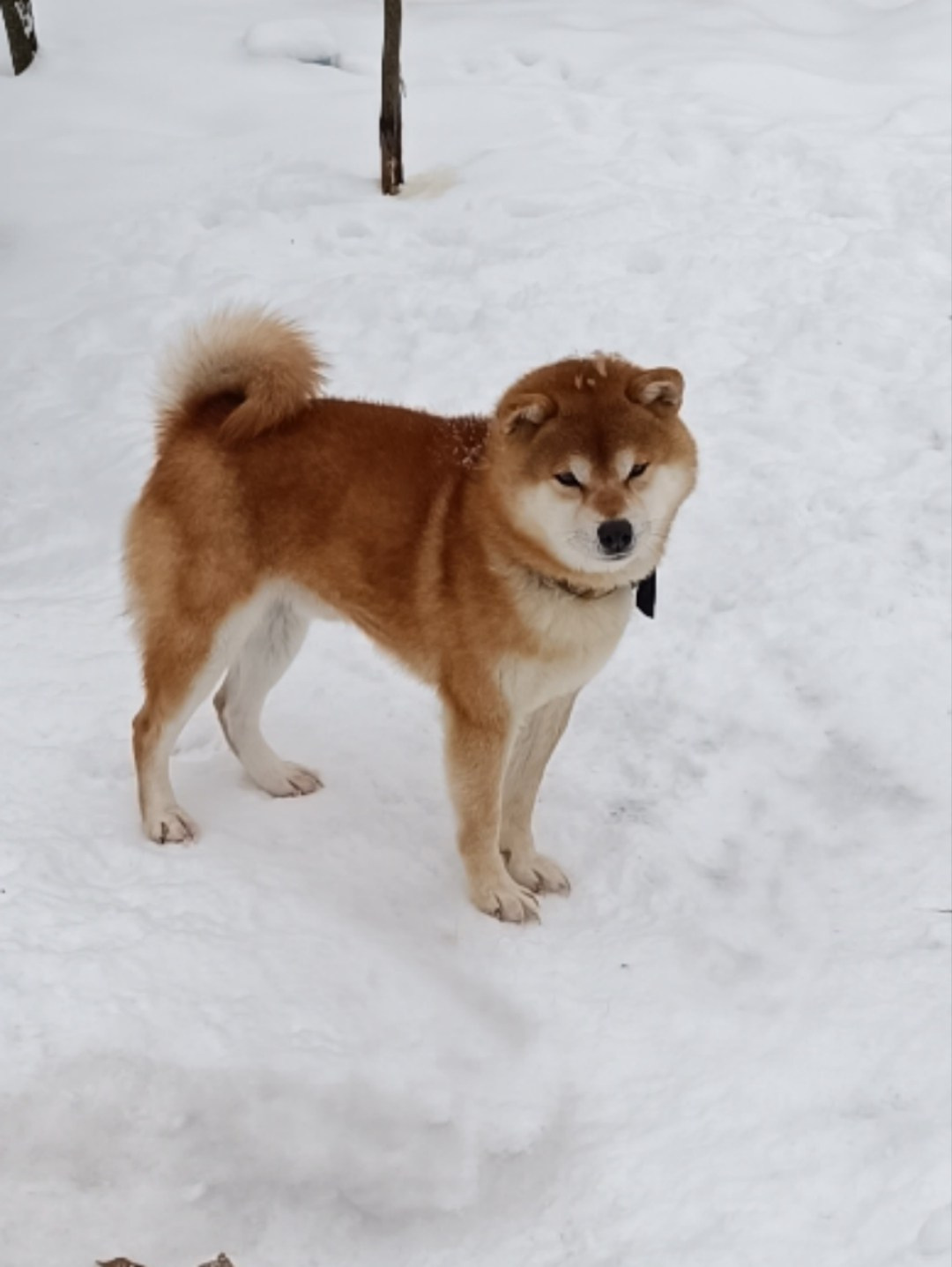 Сиба Локи * Shiomaru EVER DREAM * LOKI