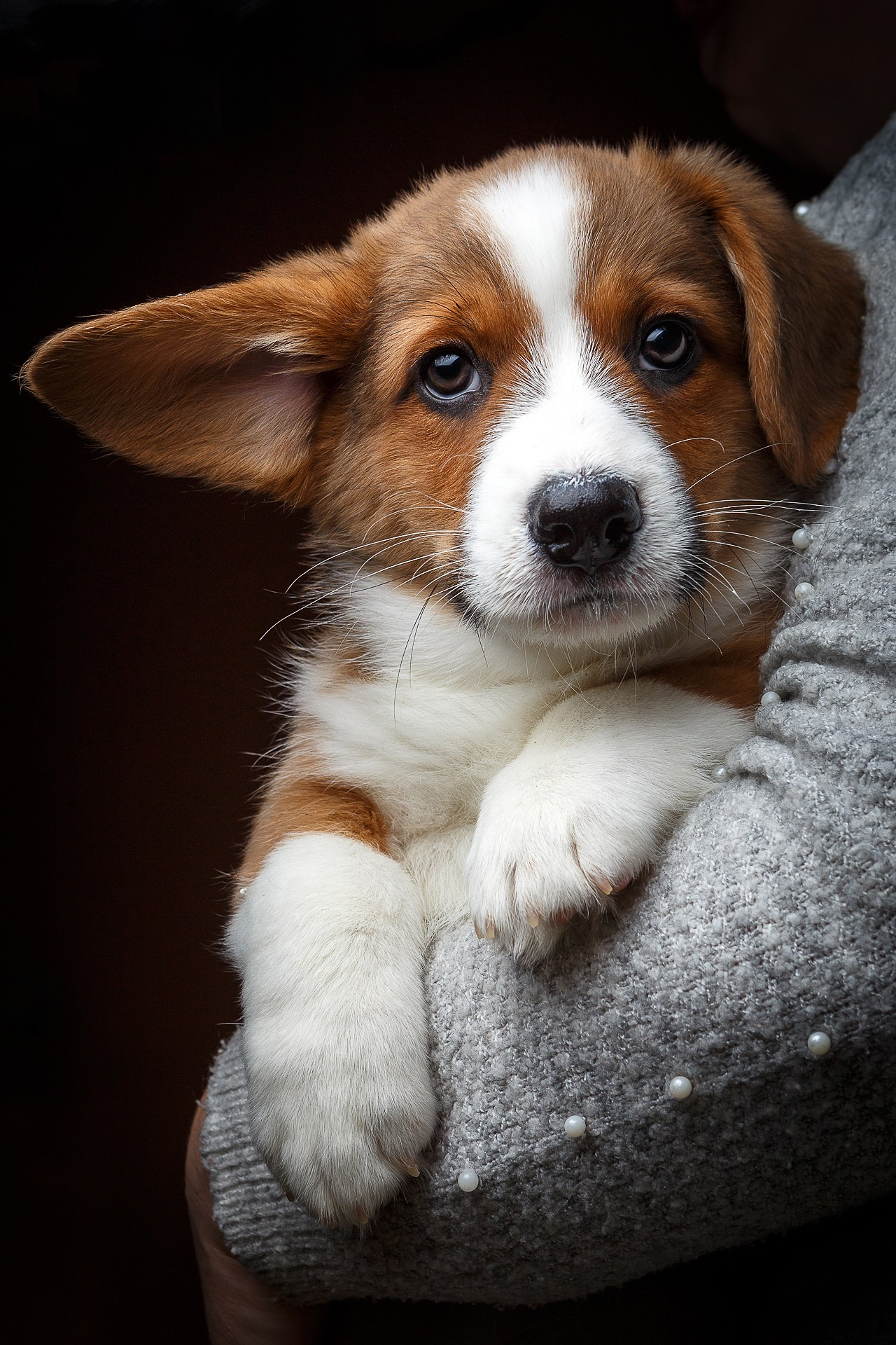 Животные. Портретный, интерьерный и фуд фотограф в Перми Иван Вострецов