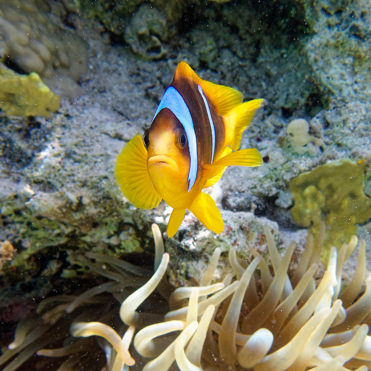 Мне посмотреть. Рыбов показываю
