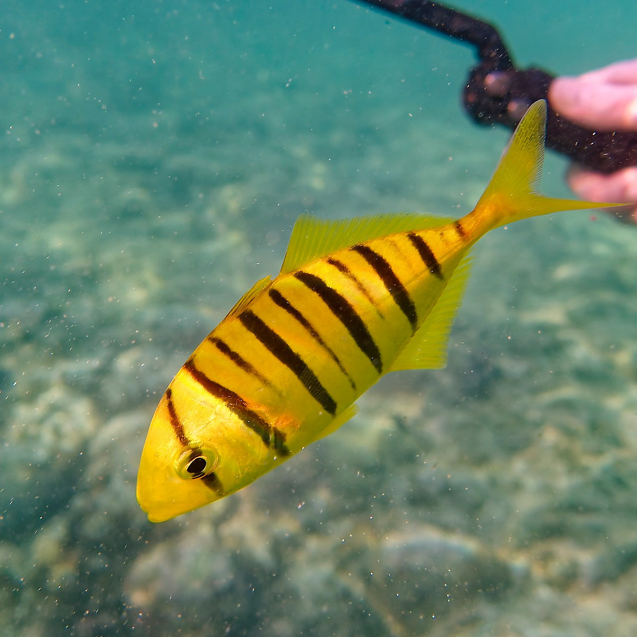 Мне посмотреть. Рыбов показываю