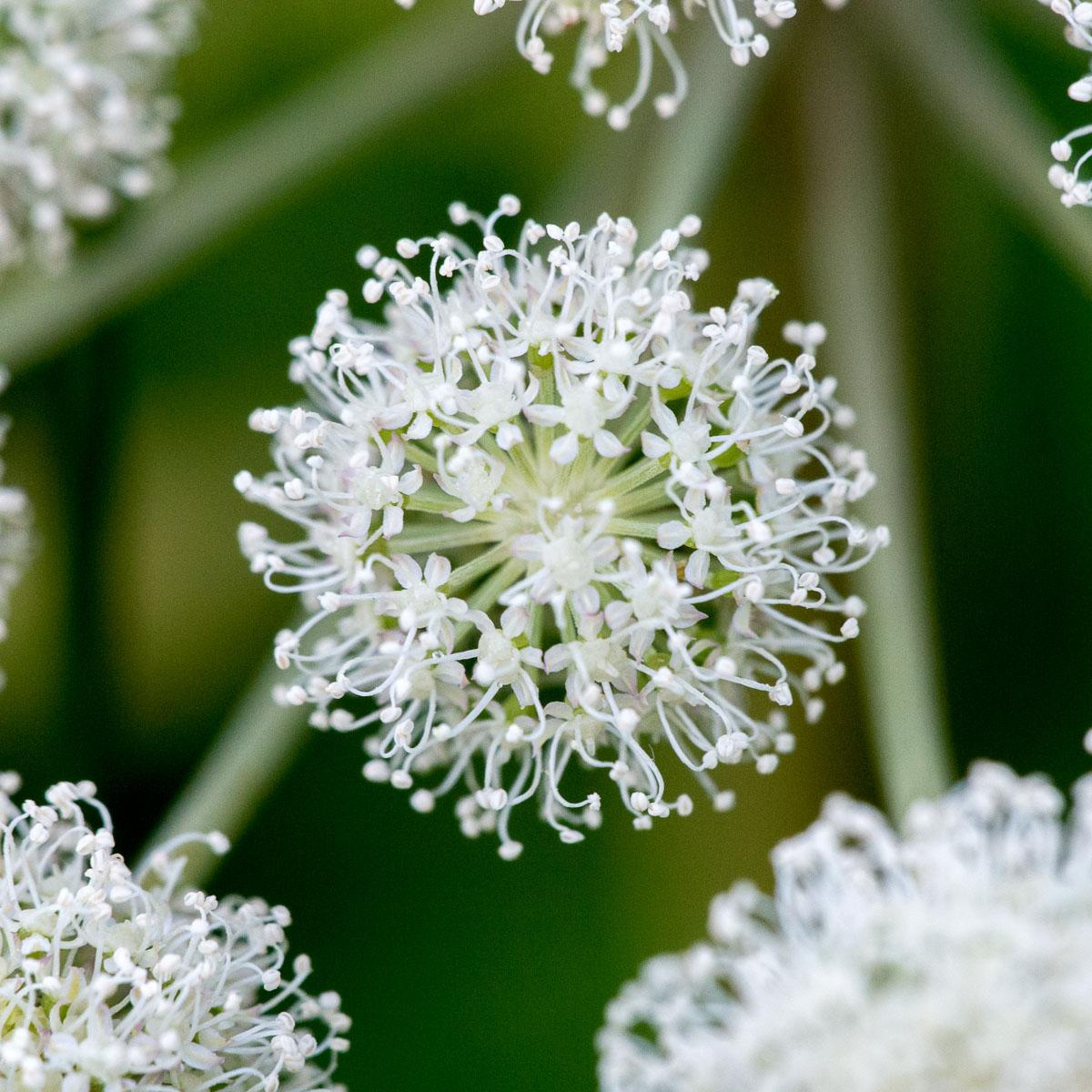 Натюрморт (наблюдашки))). «dbstudio» — фотосъемка еды и продуктов питания