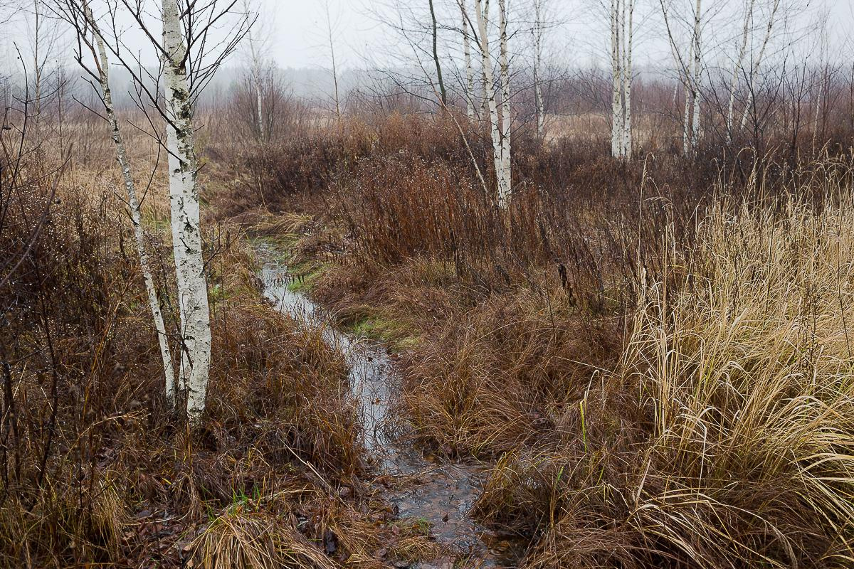 Дождь на болоте