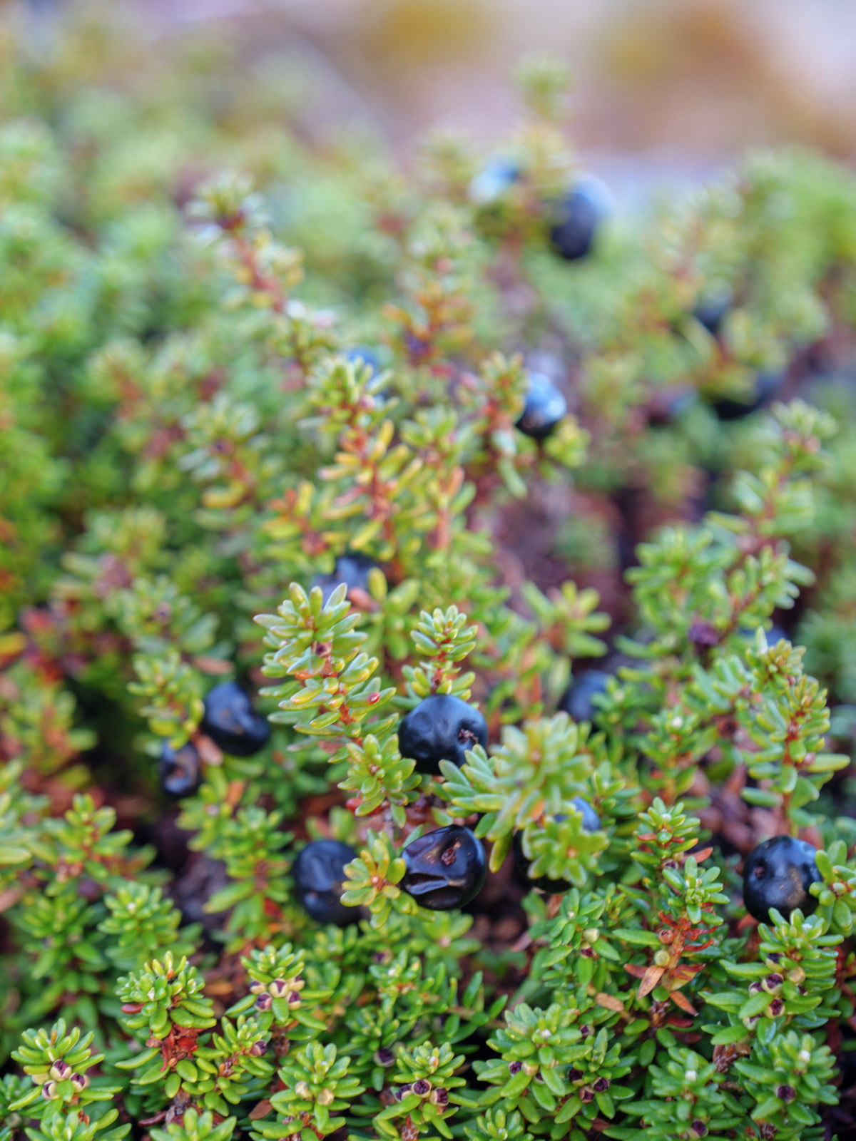 Норвегия. «dbstudio» — фотосъемка еды и продуктов питания