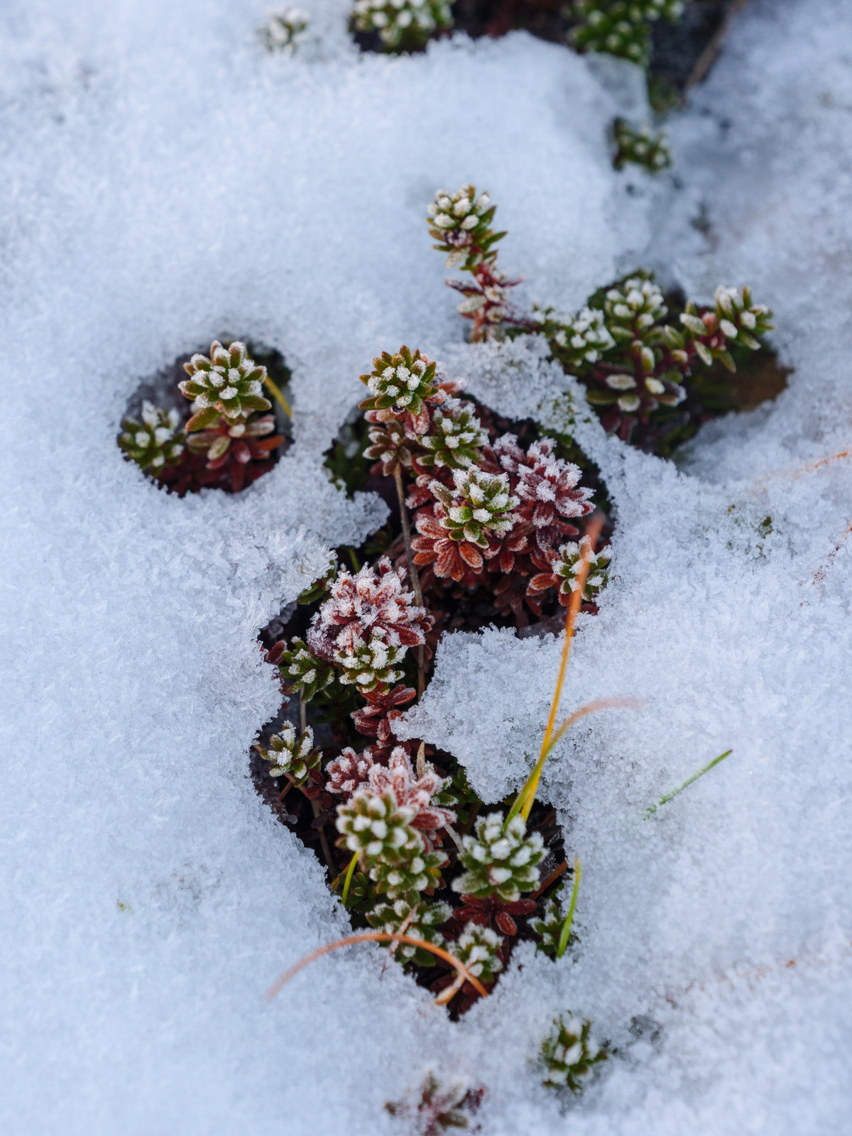 Норвегия. «dbstudio» — фотосъемка еды и продуктов питания