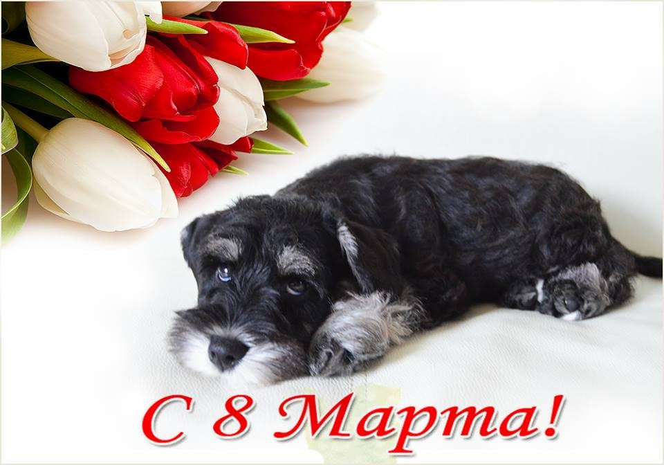 Дукат/Asson Ari Viko Etual. Питомник цвергшнауцеров в Беларуси «Делинсо Бэлэнс»